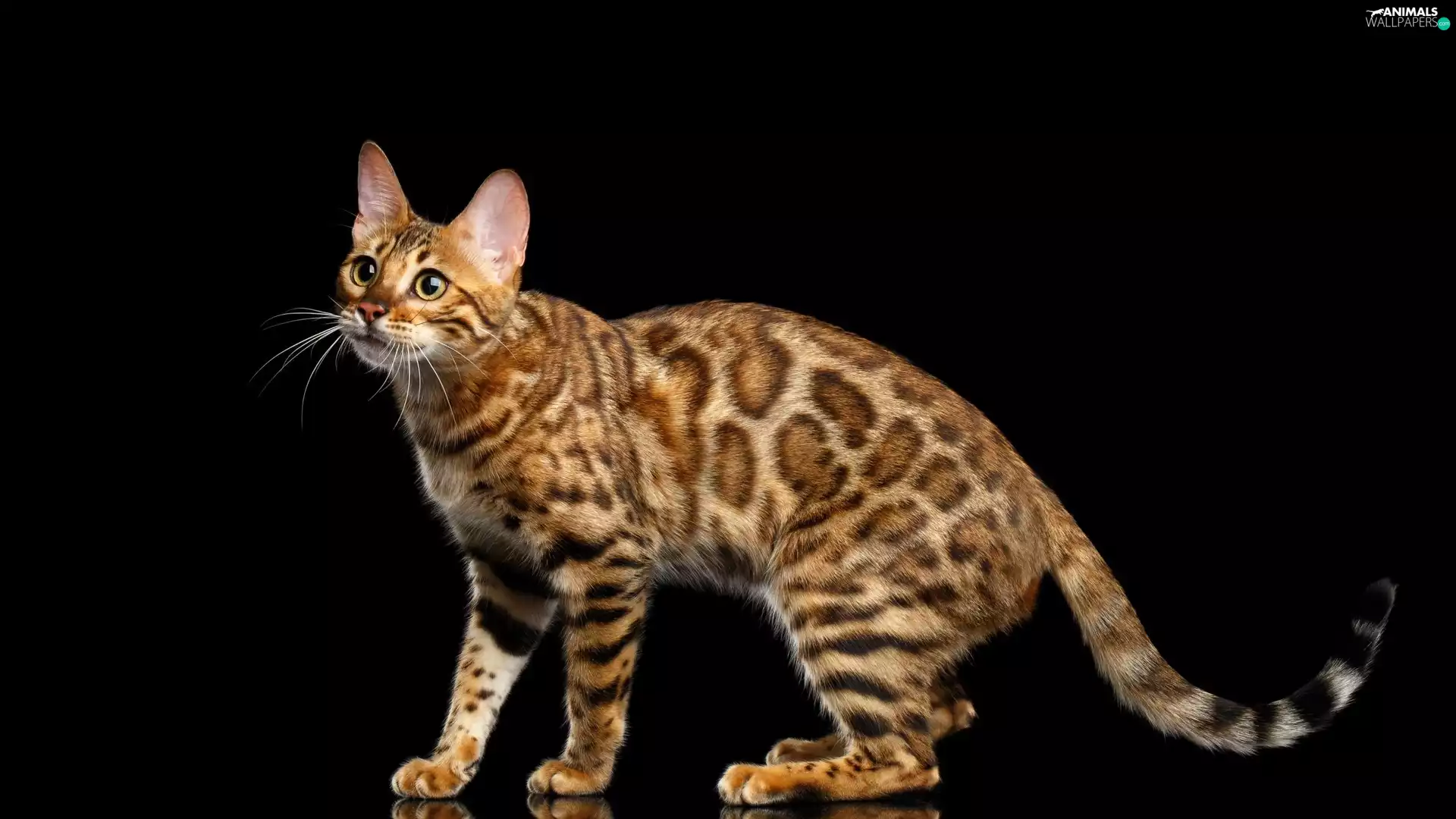 background, Bengal Cat, Black