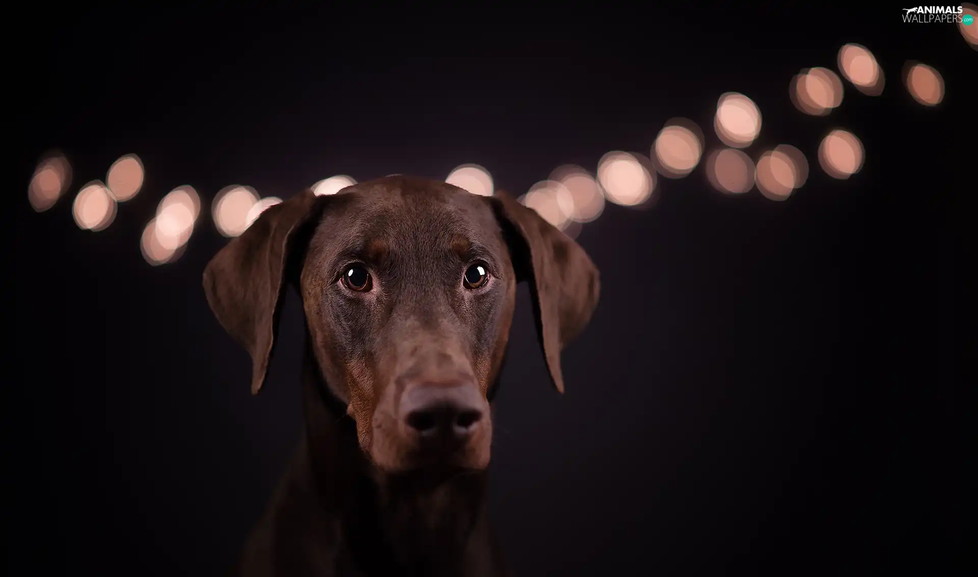 Black, background, Doberman, light, dog