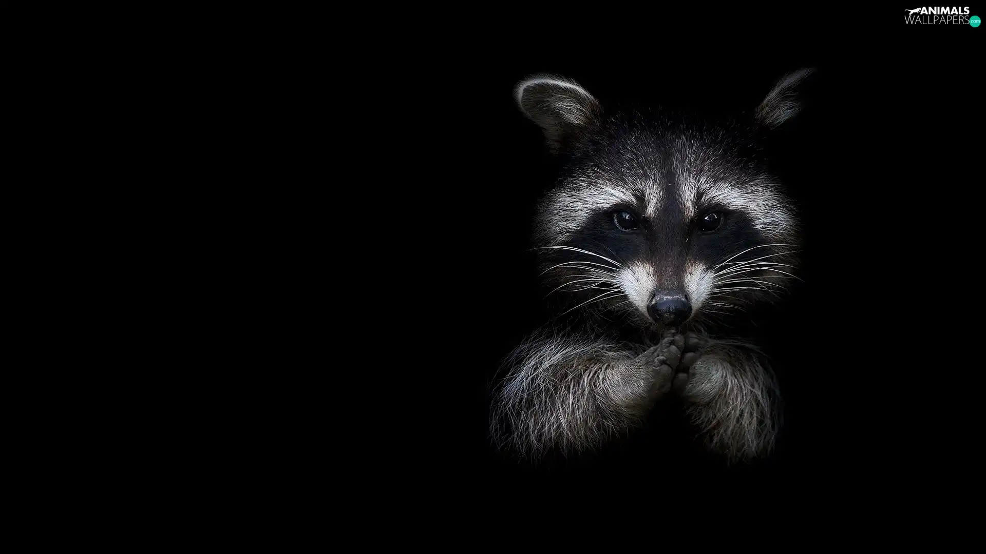Black, background, Head, feet, raccoon