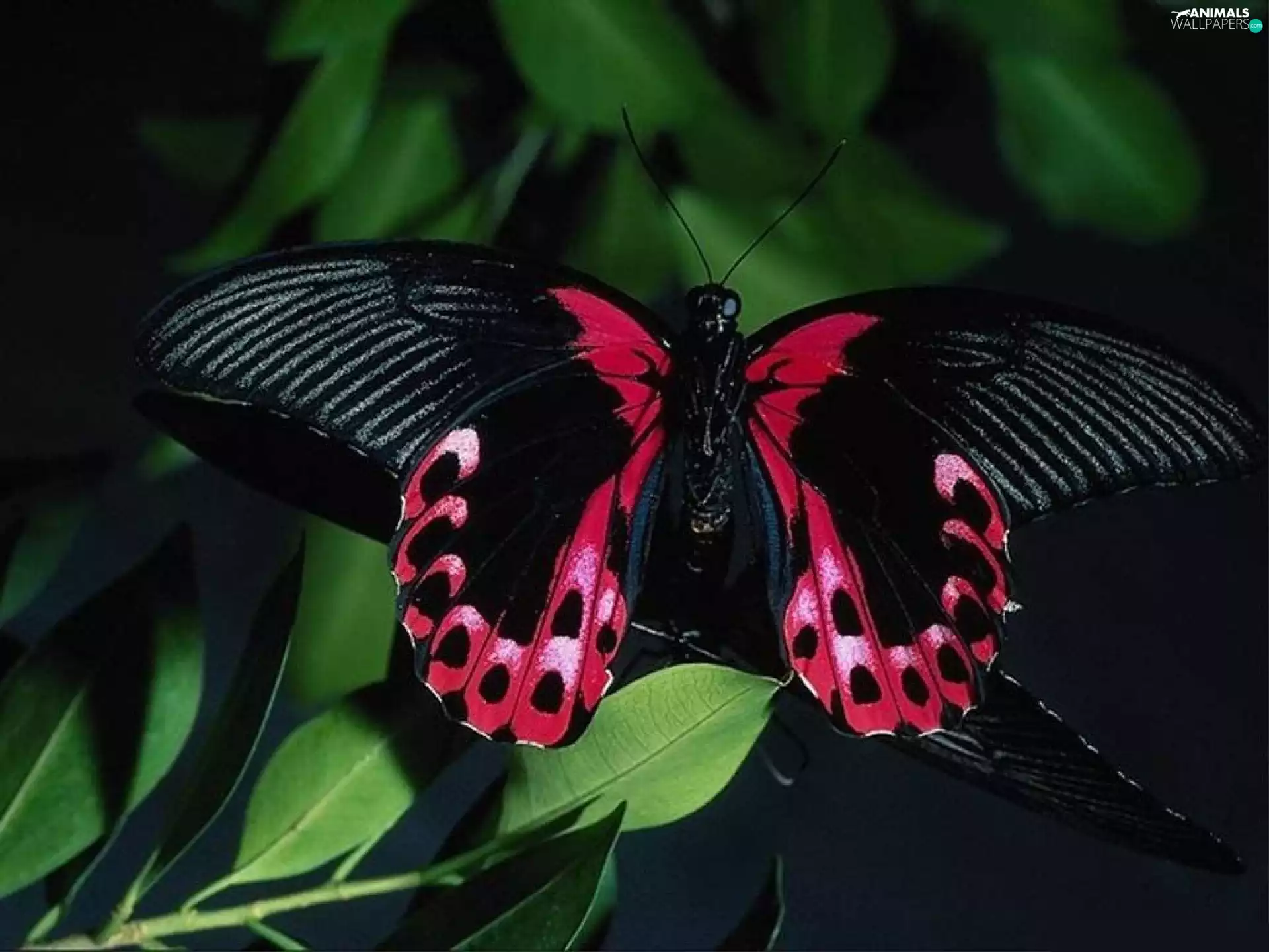 Beatyfull, Pink, butterfly, black