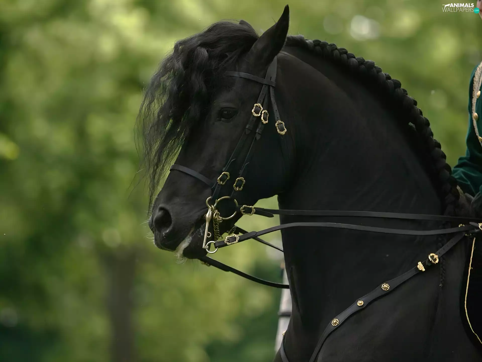 Beatyfull, Horse, green, Black