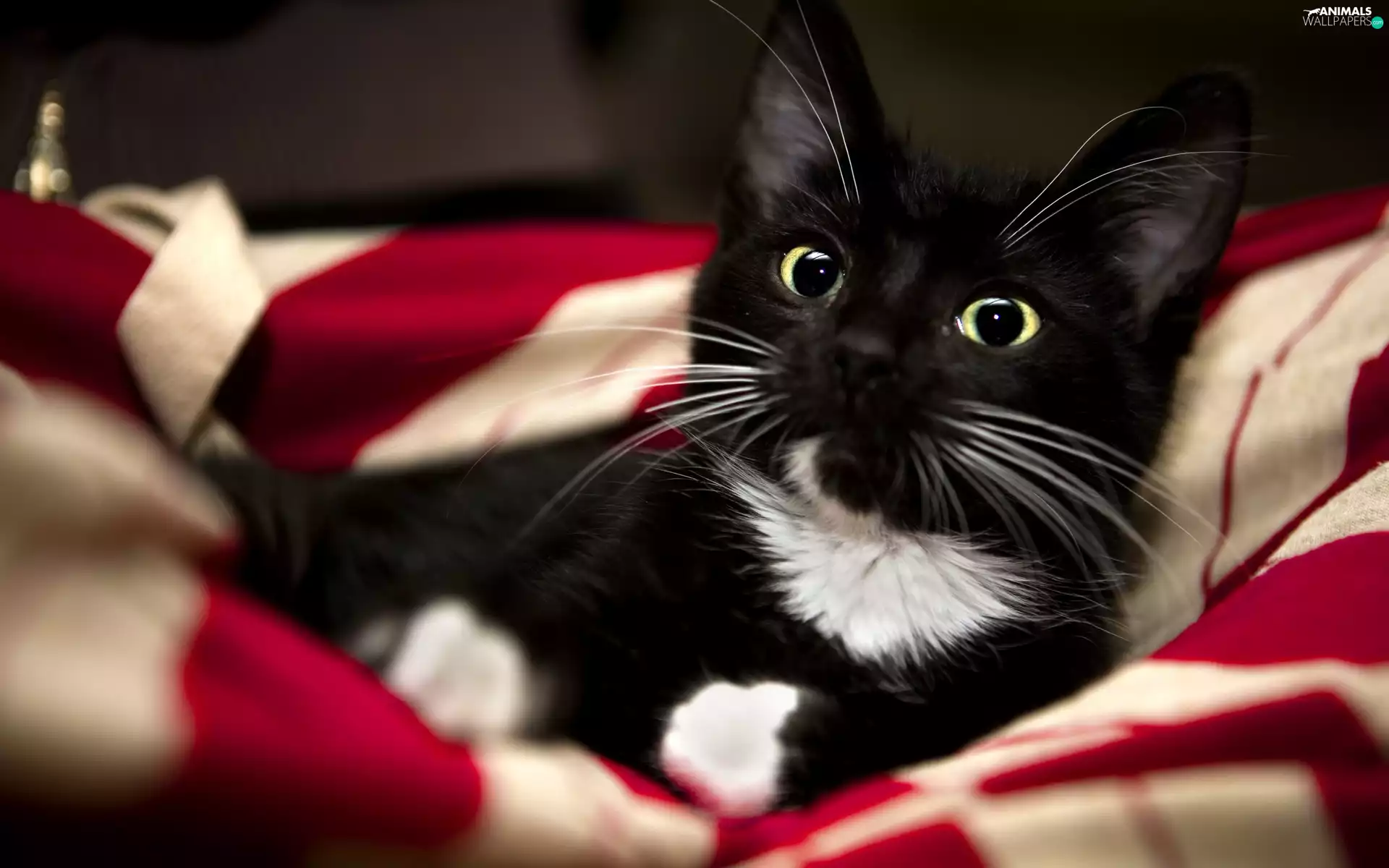 beautiful, White, kitten, black