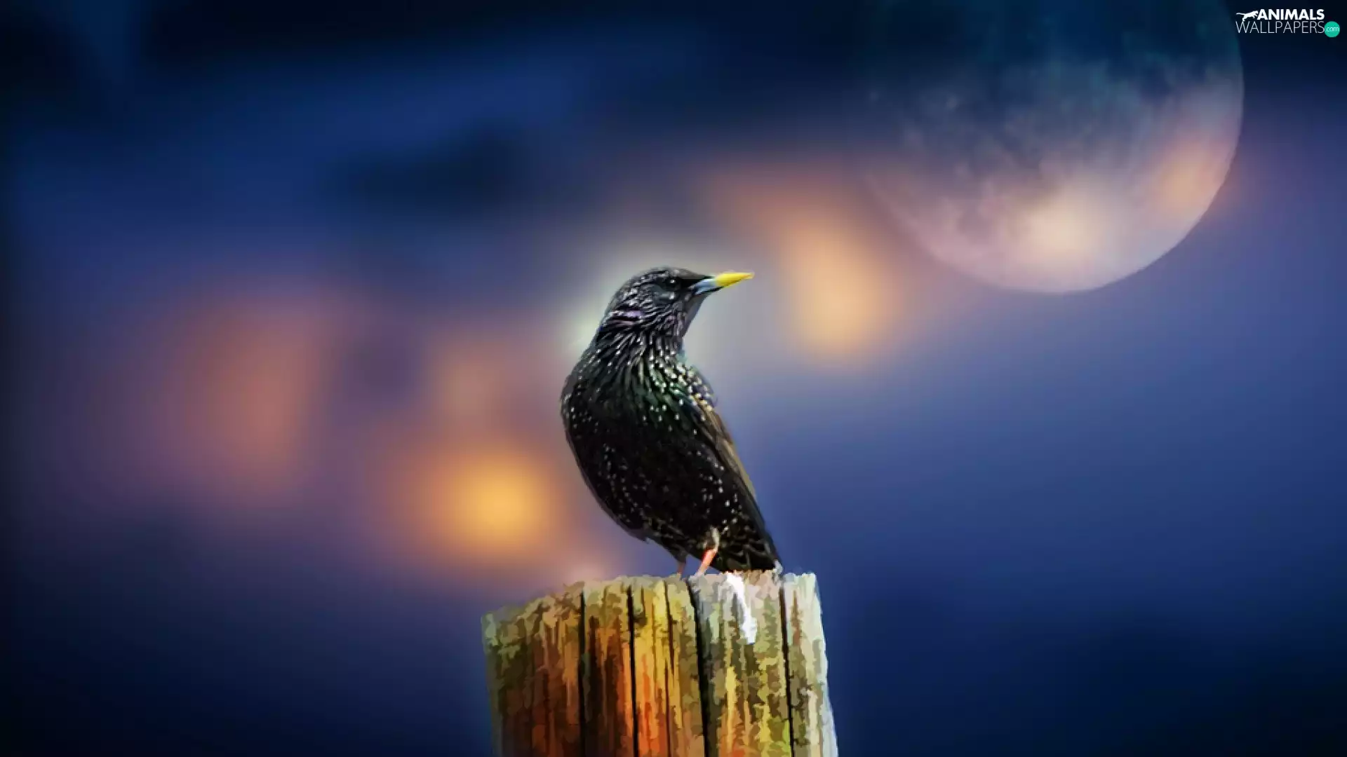birds, starling, Moon, Black