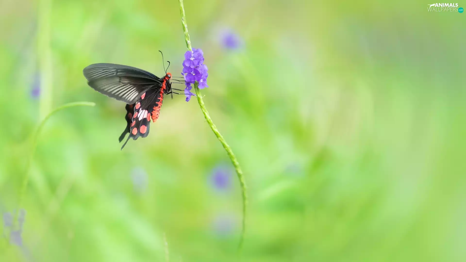 butterfly, Violet, Flower, Black