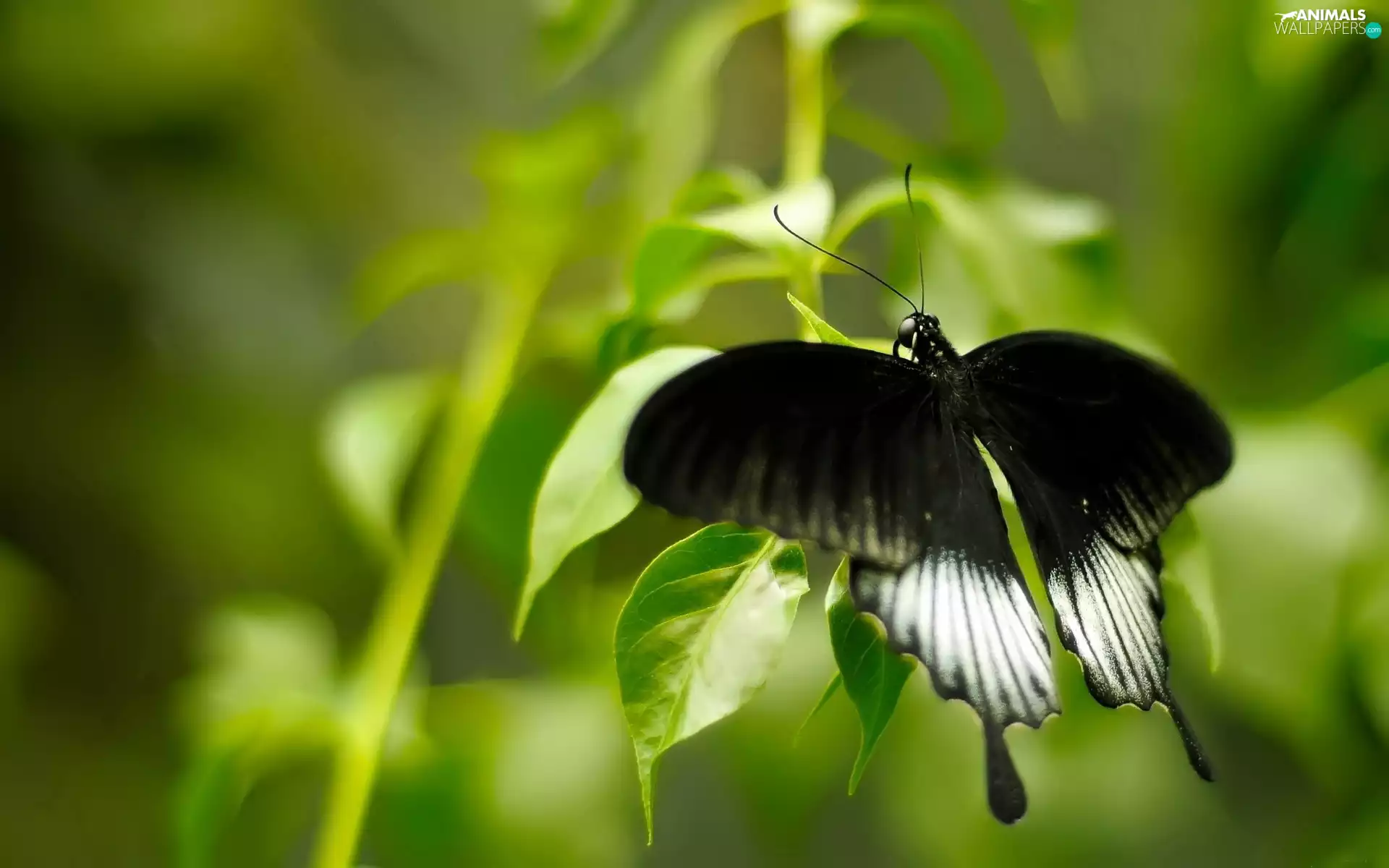 butterfly, wings, Leaf, Black