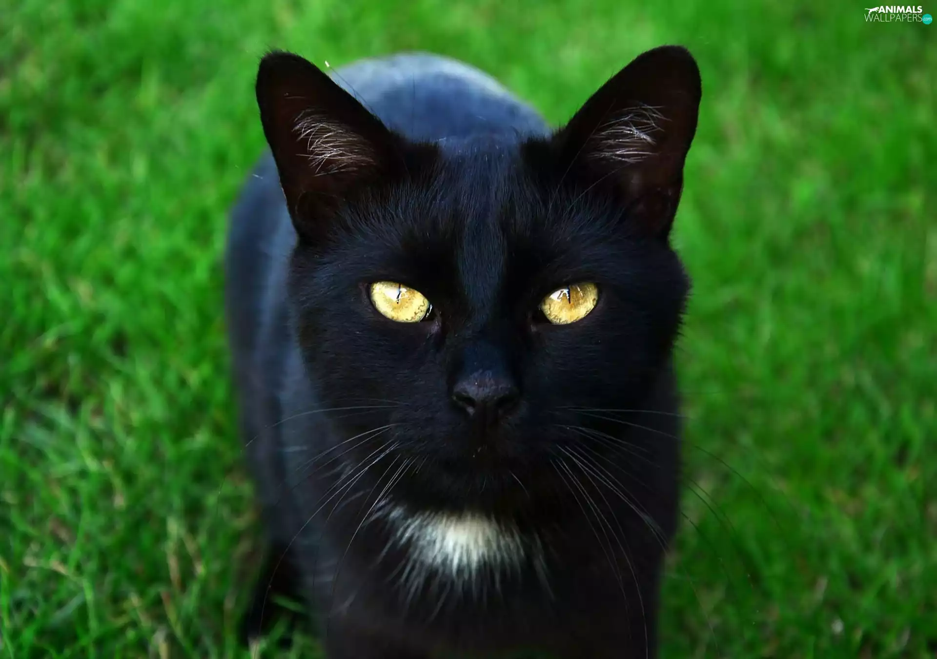Black, cat