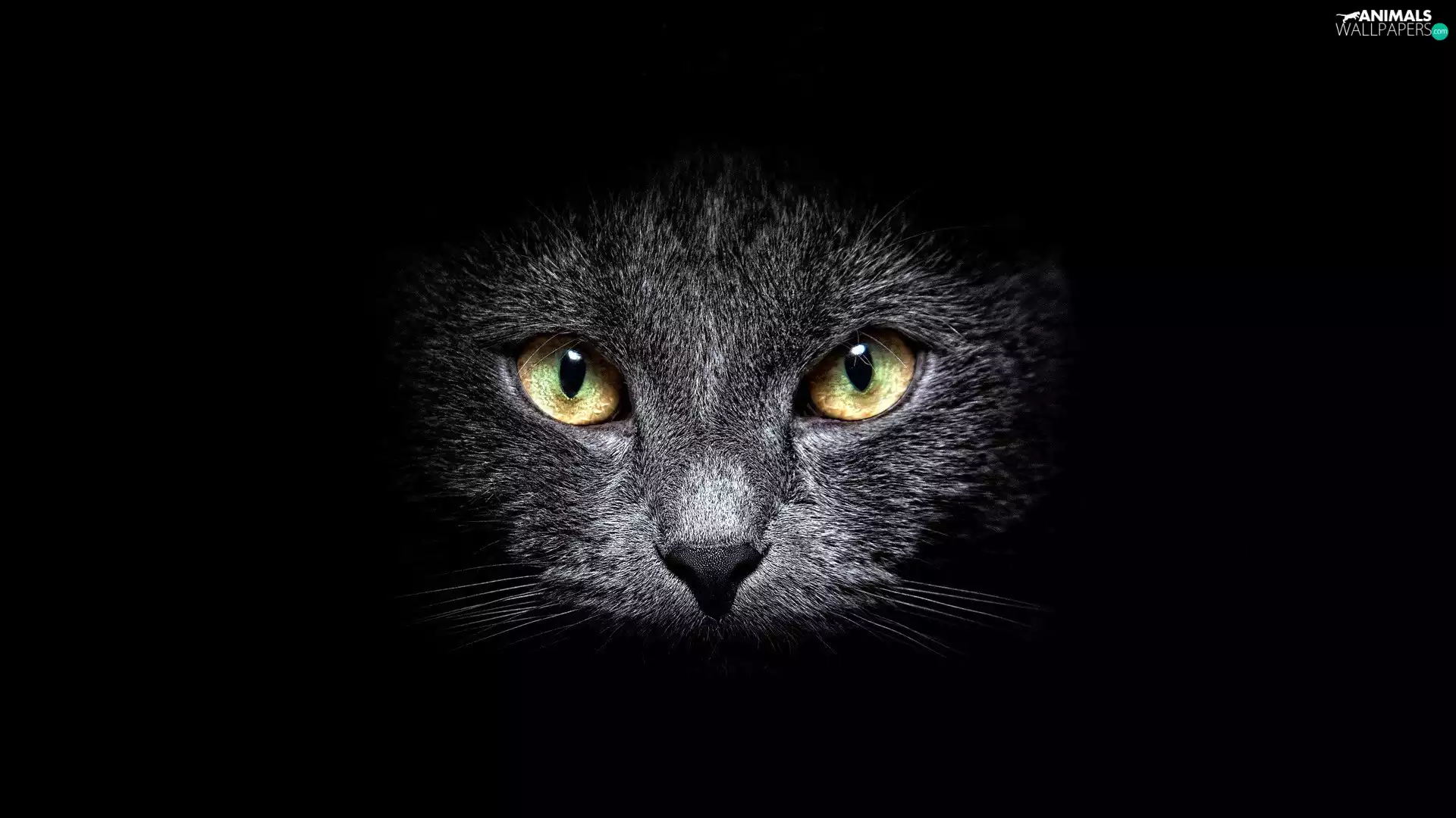 cat, Yellow, Eyes, Black