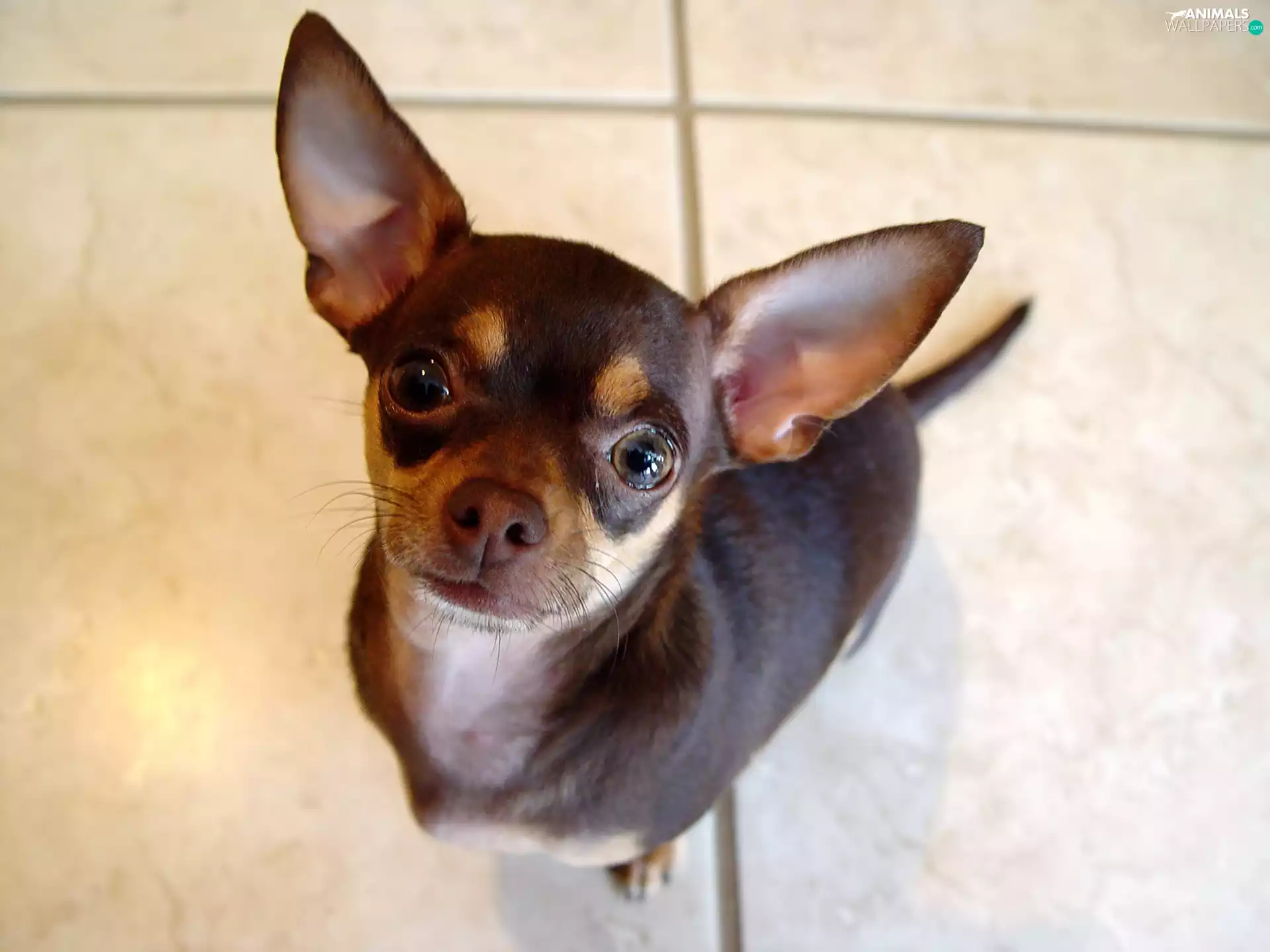 black, Chihuahua