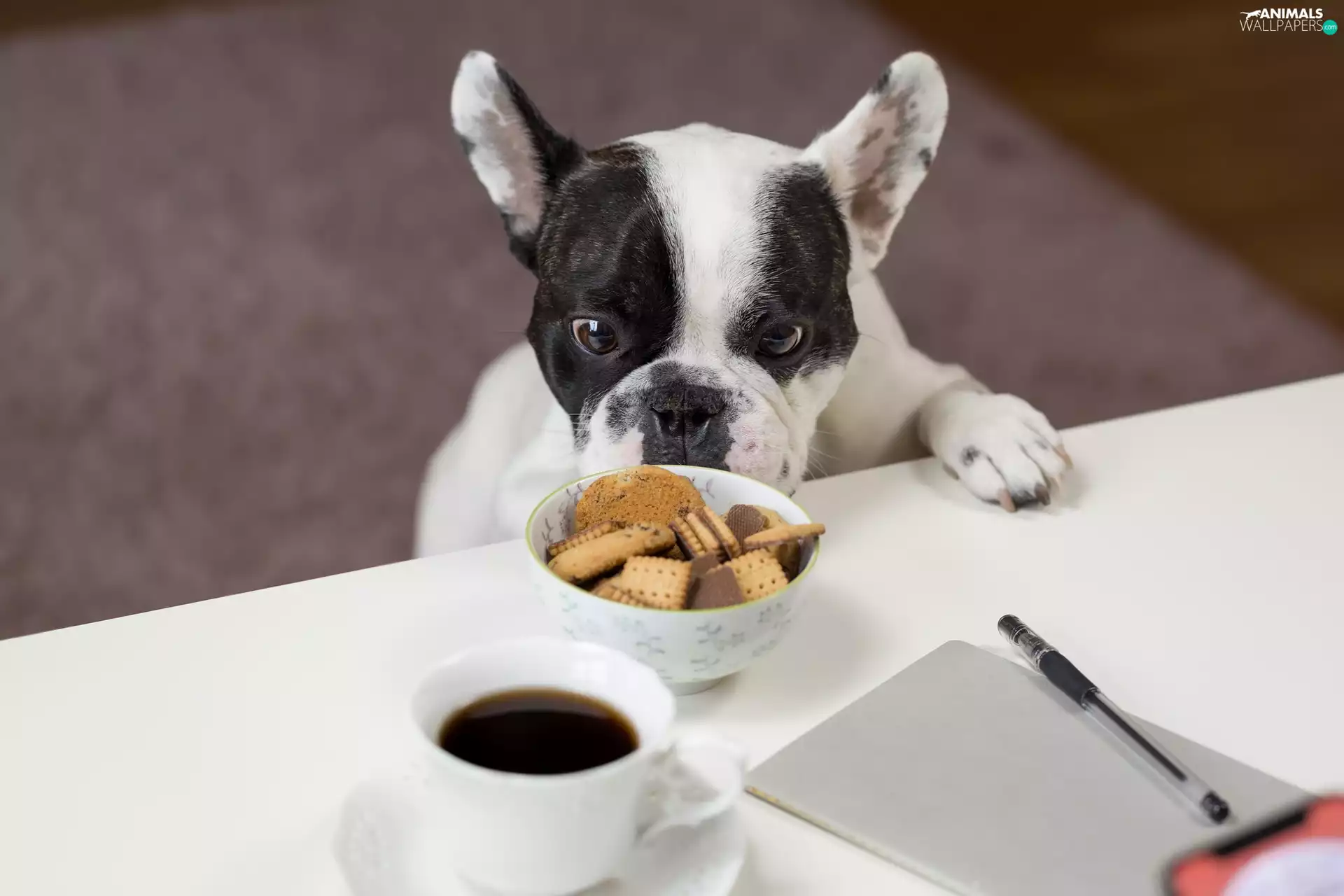 Cookies, coffee, dog, French Bulldog, White and Black