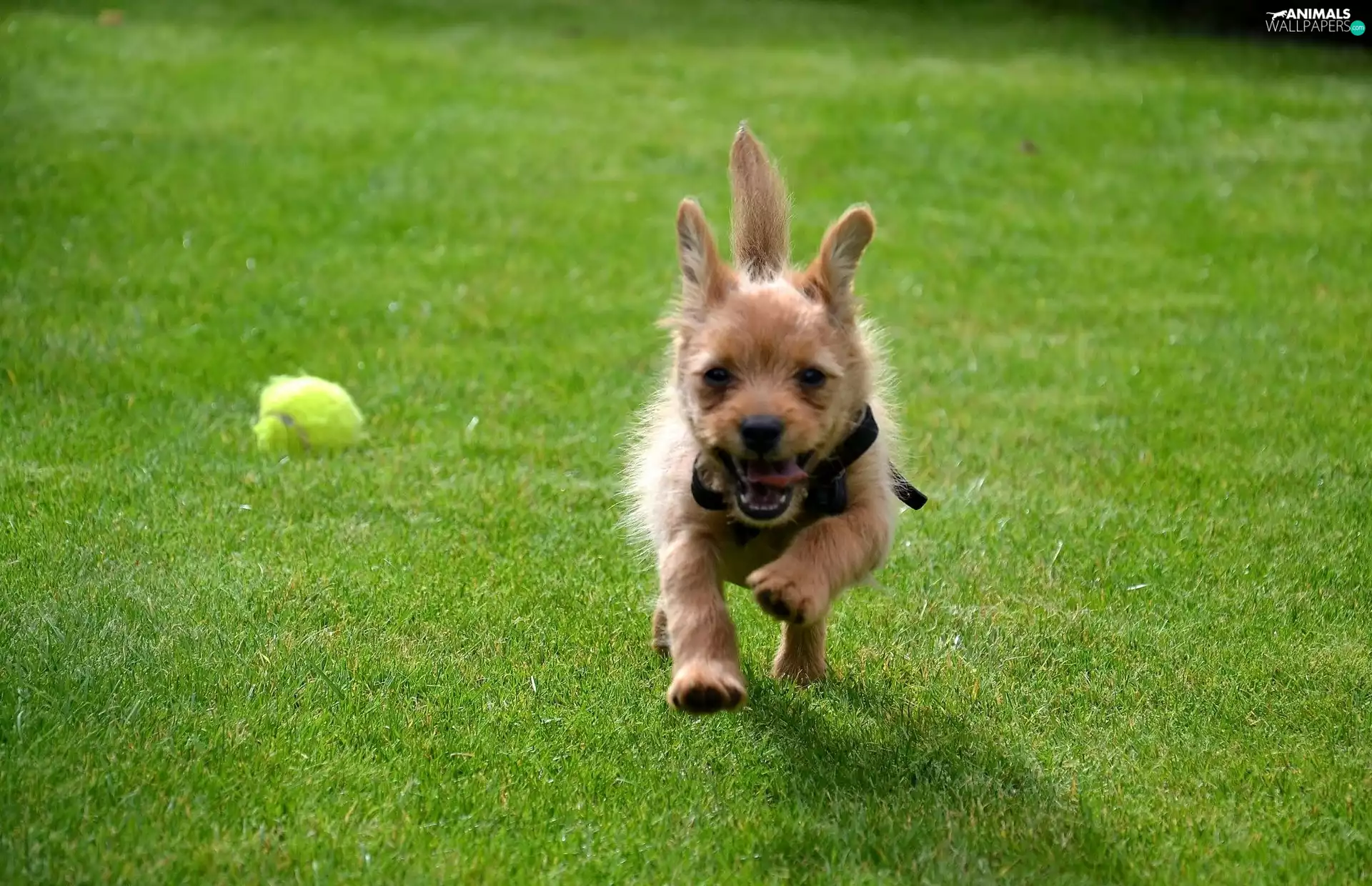 dog-collar, dog, black