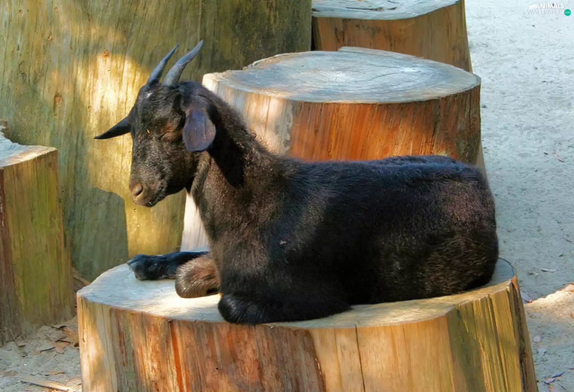 flip-flap, small, Black