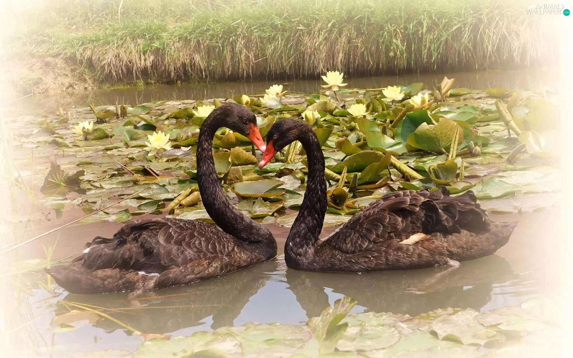 Pond - car, Flowers, Black, Swan, Two cars