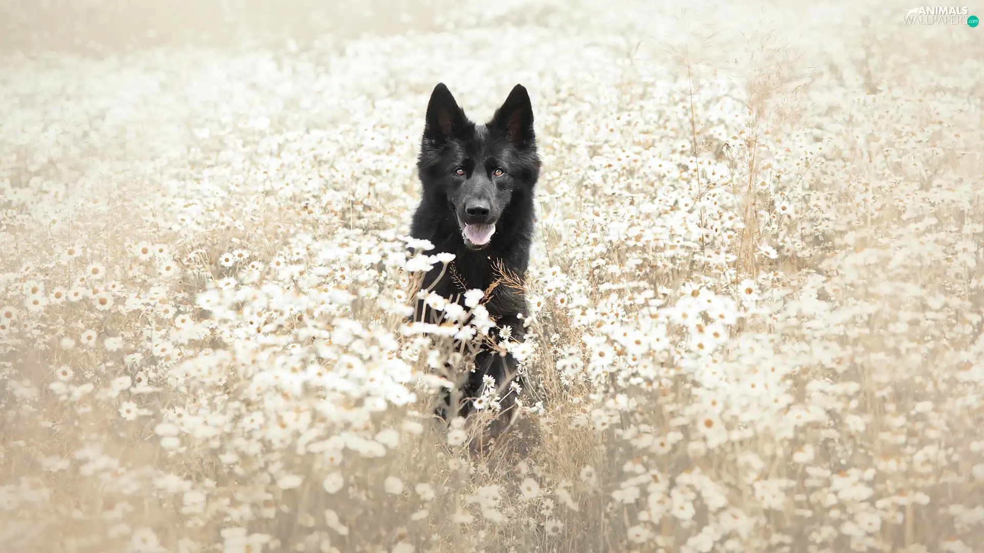 dog, Meadow, Flowers, Black German Shepherd Dog