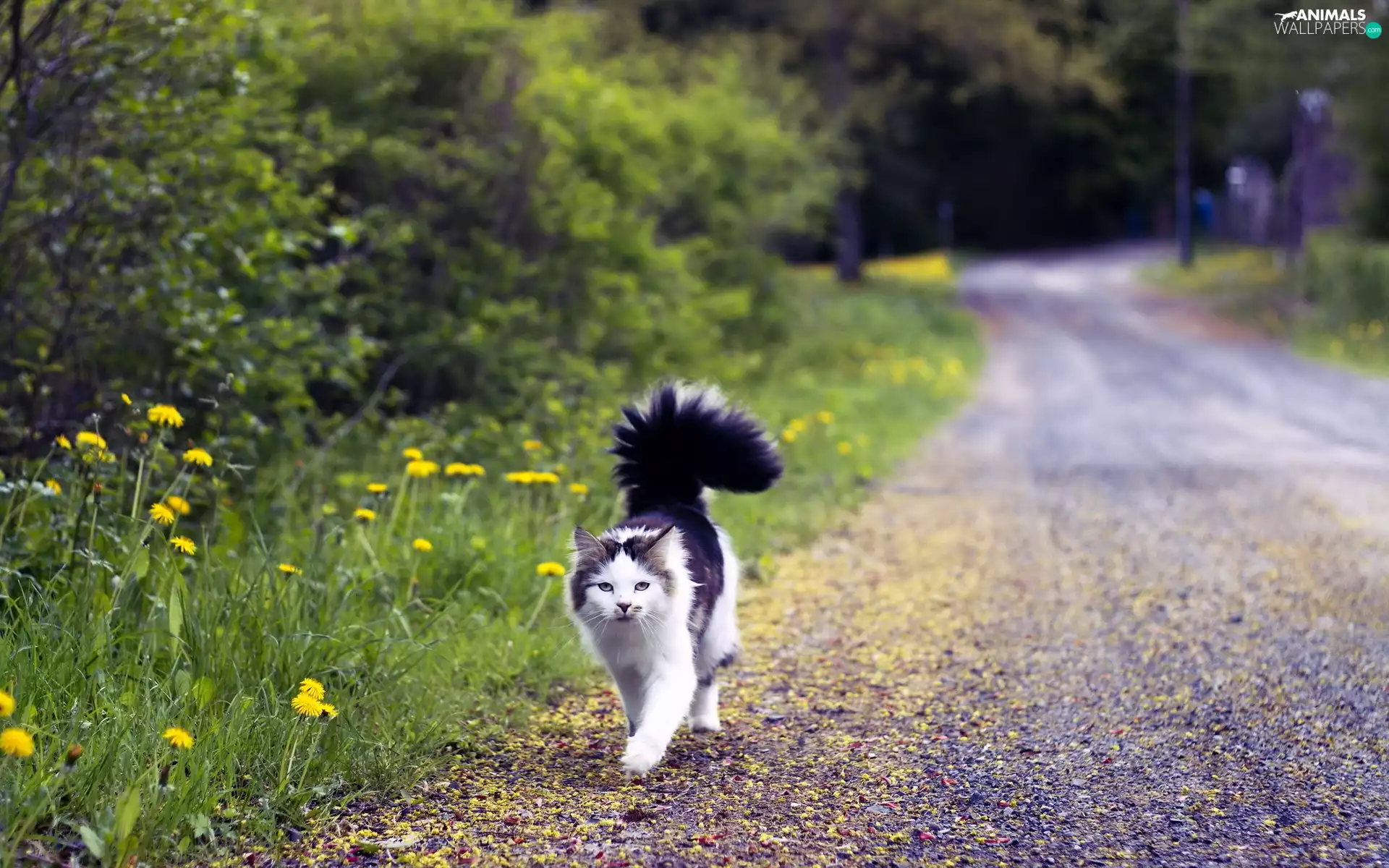 Black, white, cat, fluffy, Yellow, dandelions, forest, Way, tail
