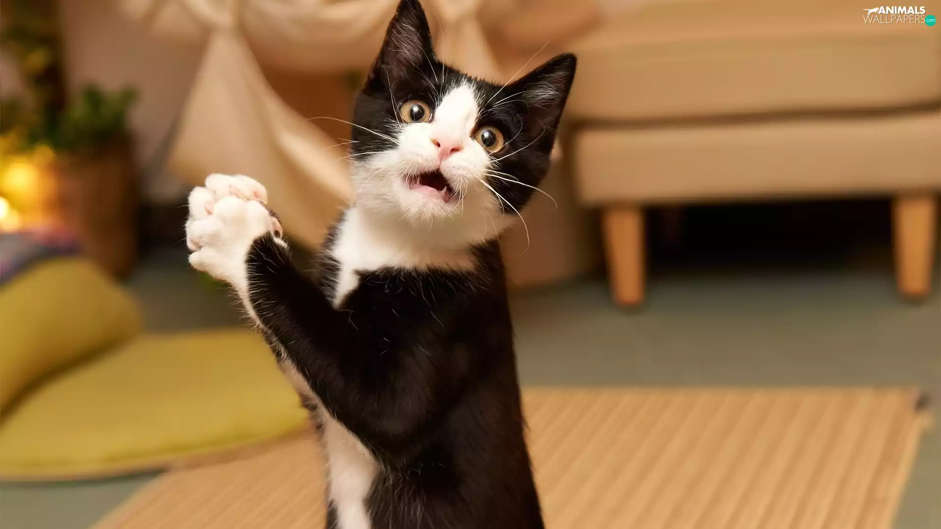 frightened, White, kitten, black