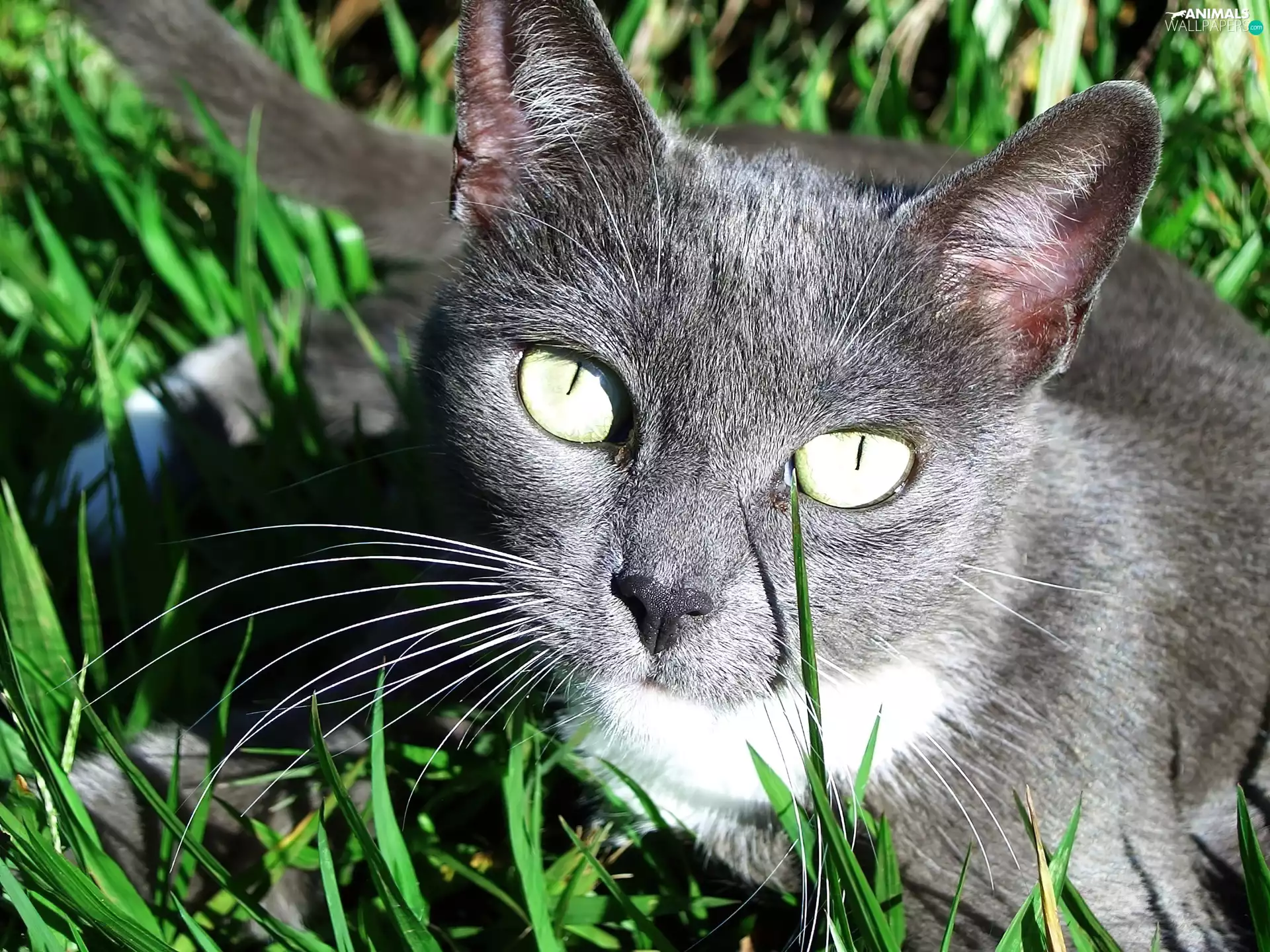 green ones, Eyes, Black, cat, grass