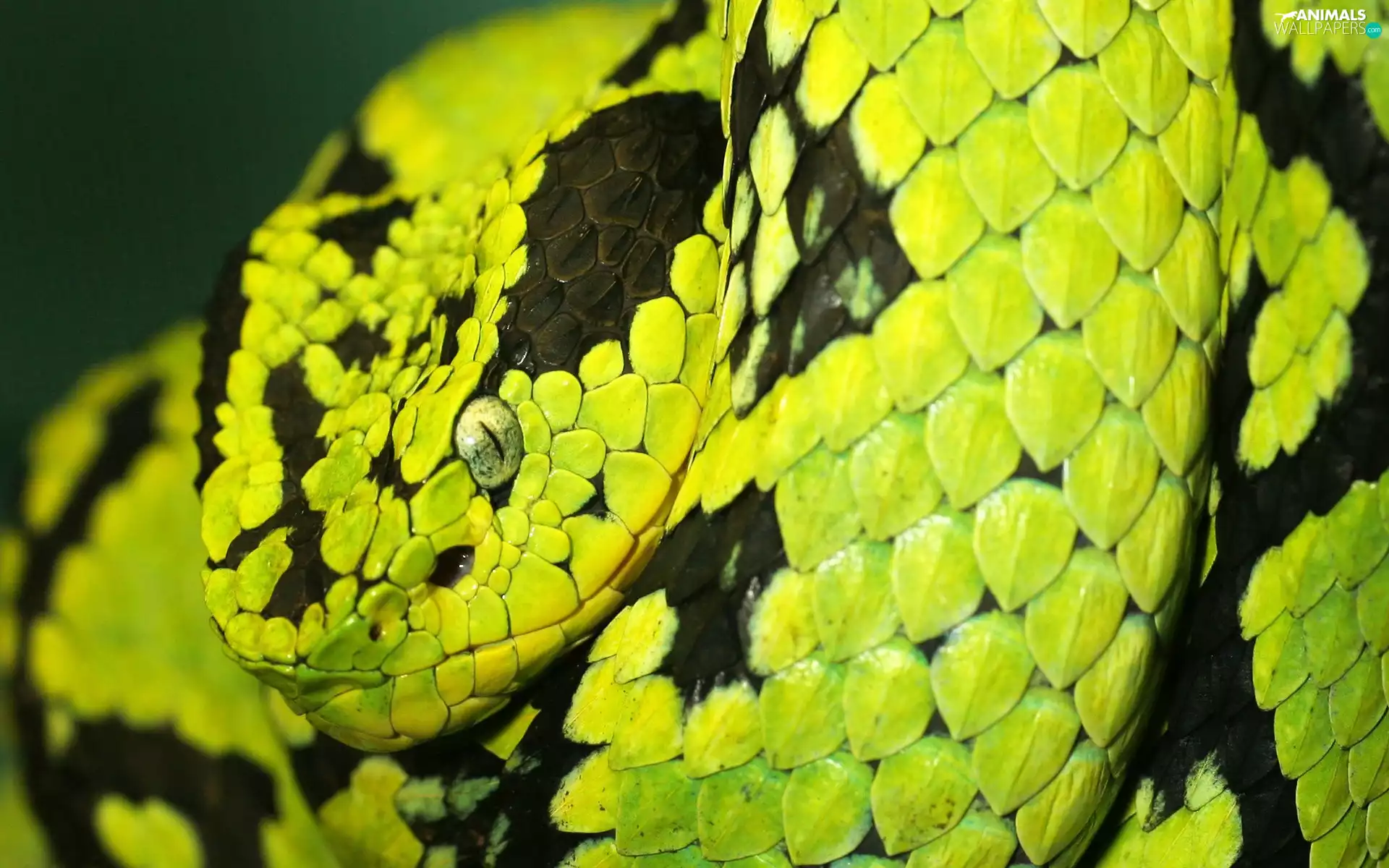 green, Snake, scales, Black