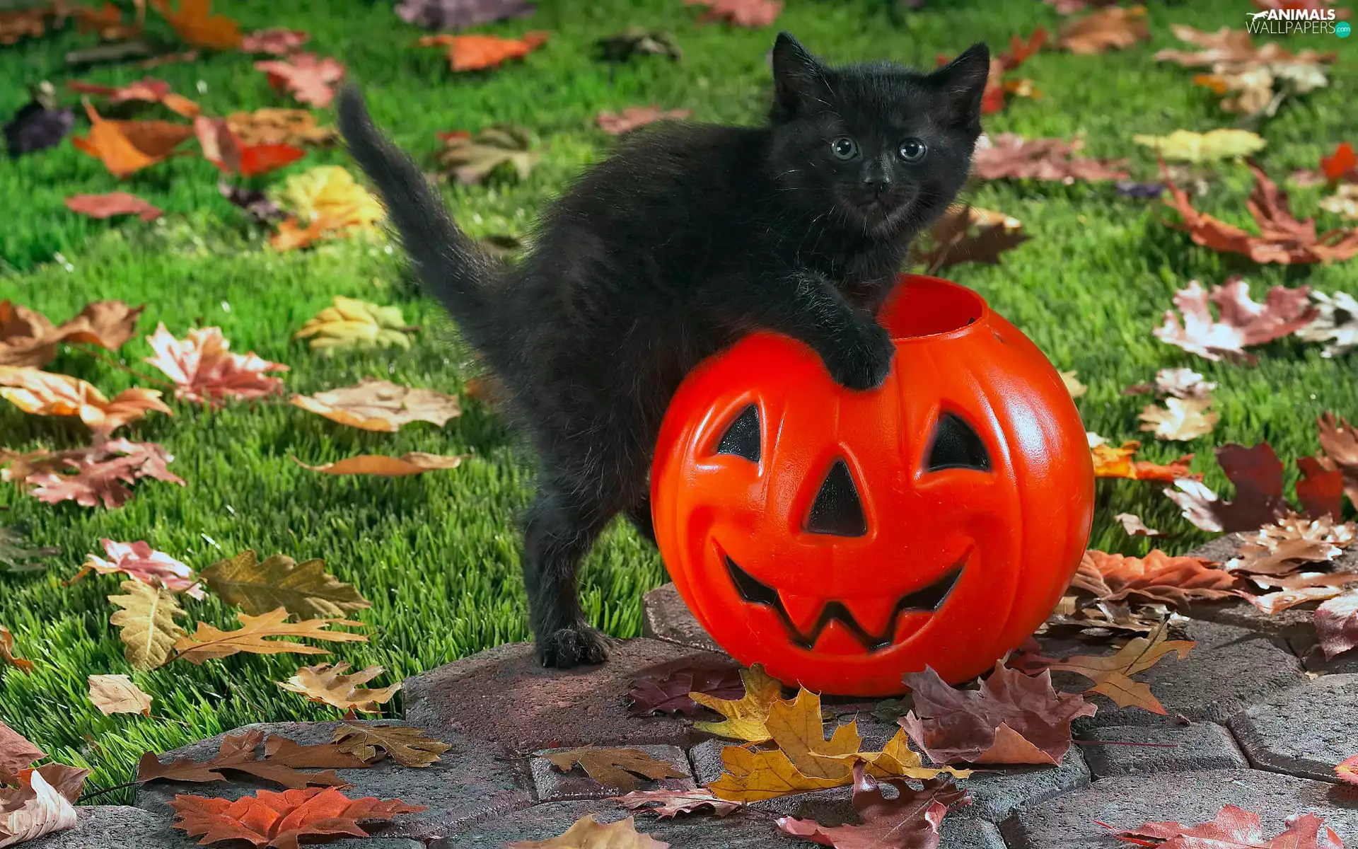 halloween, kitten, pumpkin, Black