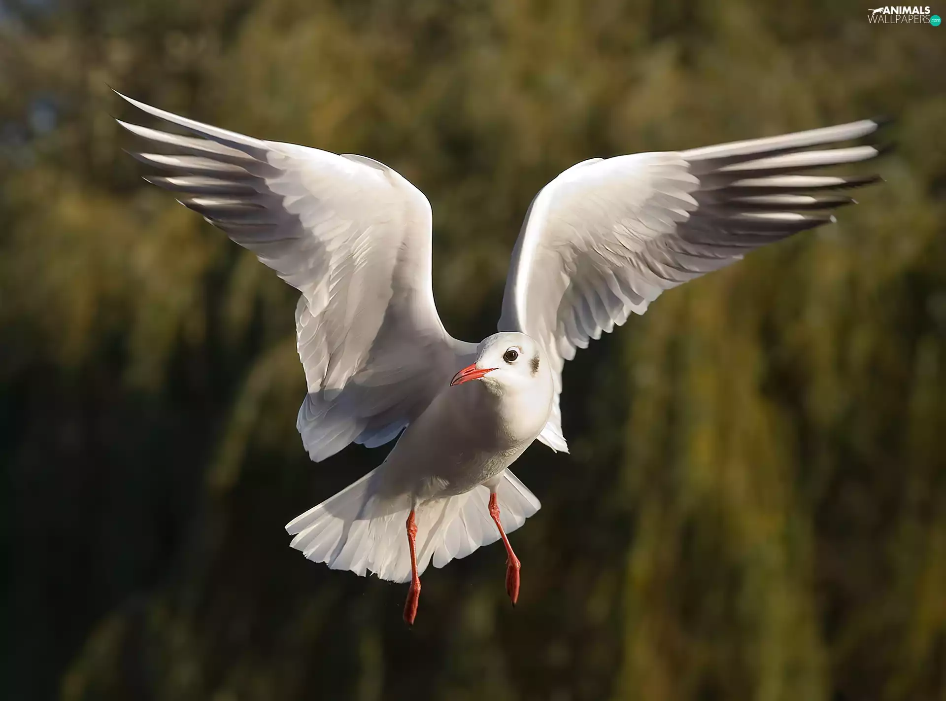 flight, Black-headed Gull, wings