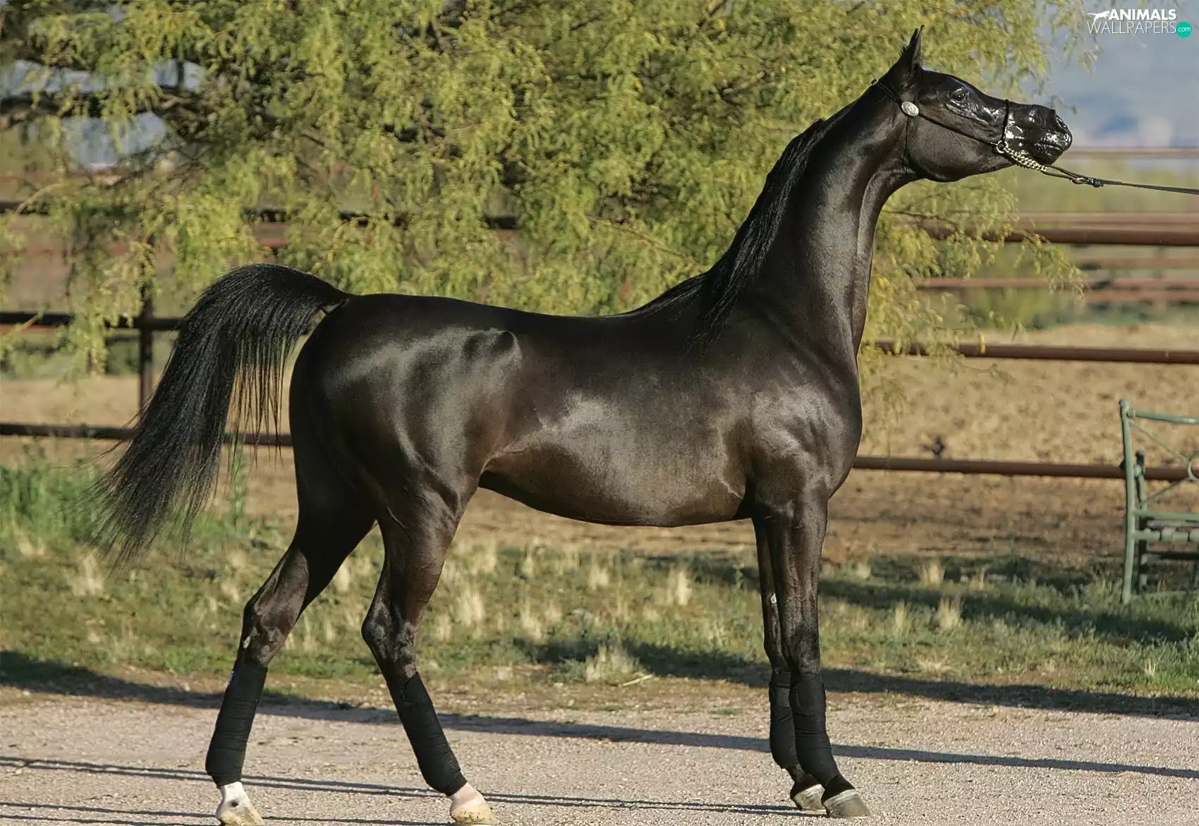 Black, Horse