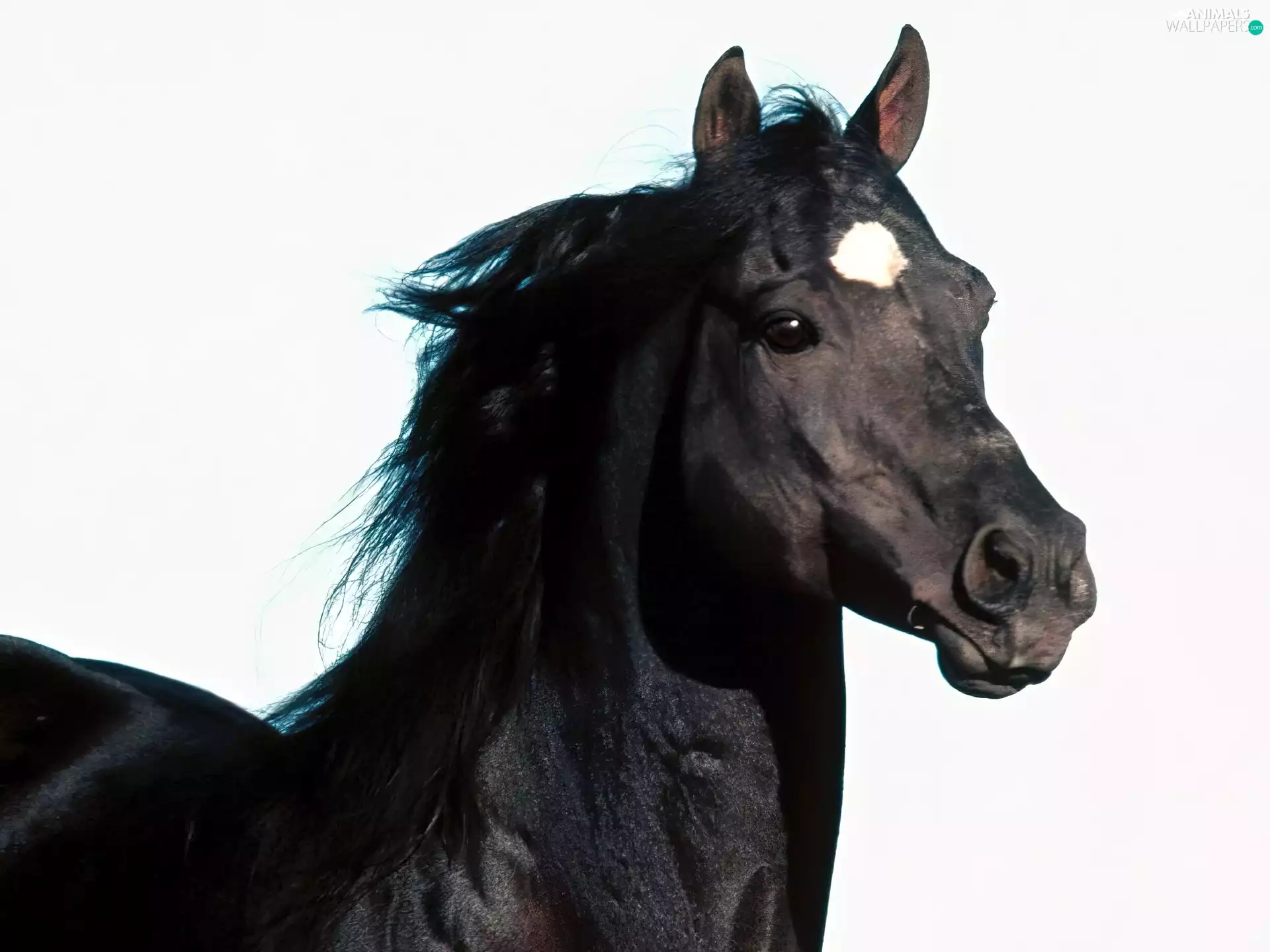 Black horse