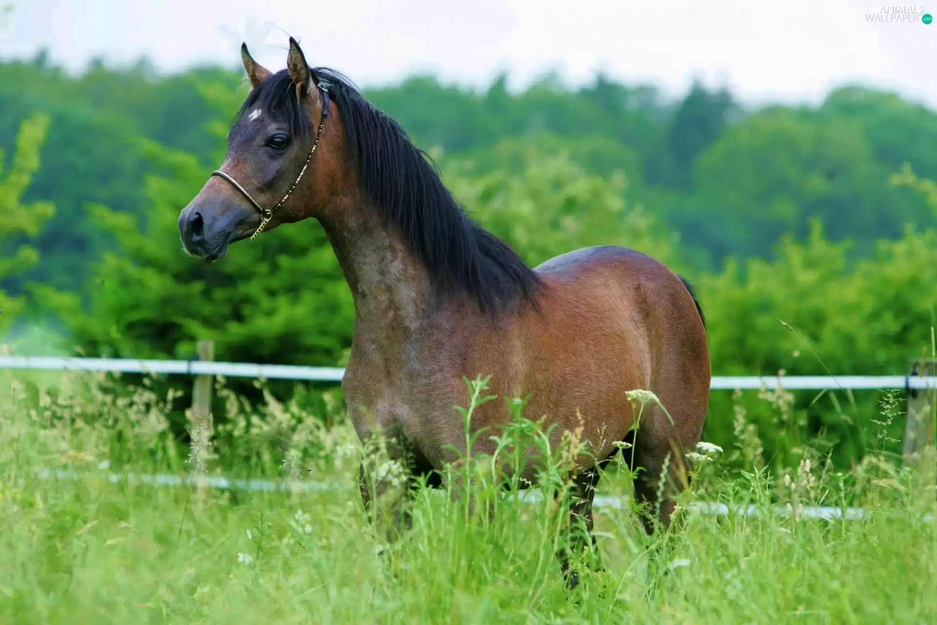 Horse, mane, fence, black