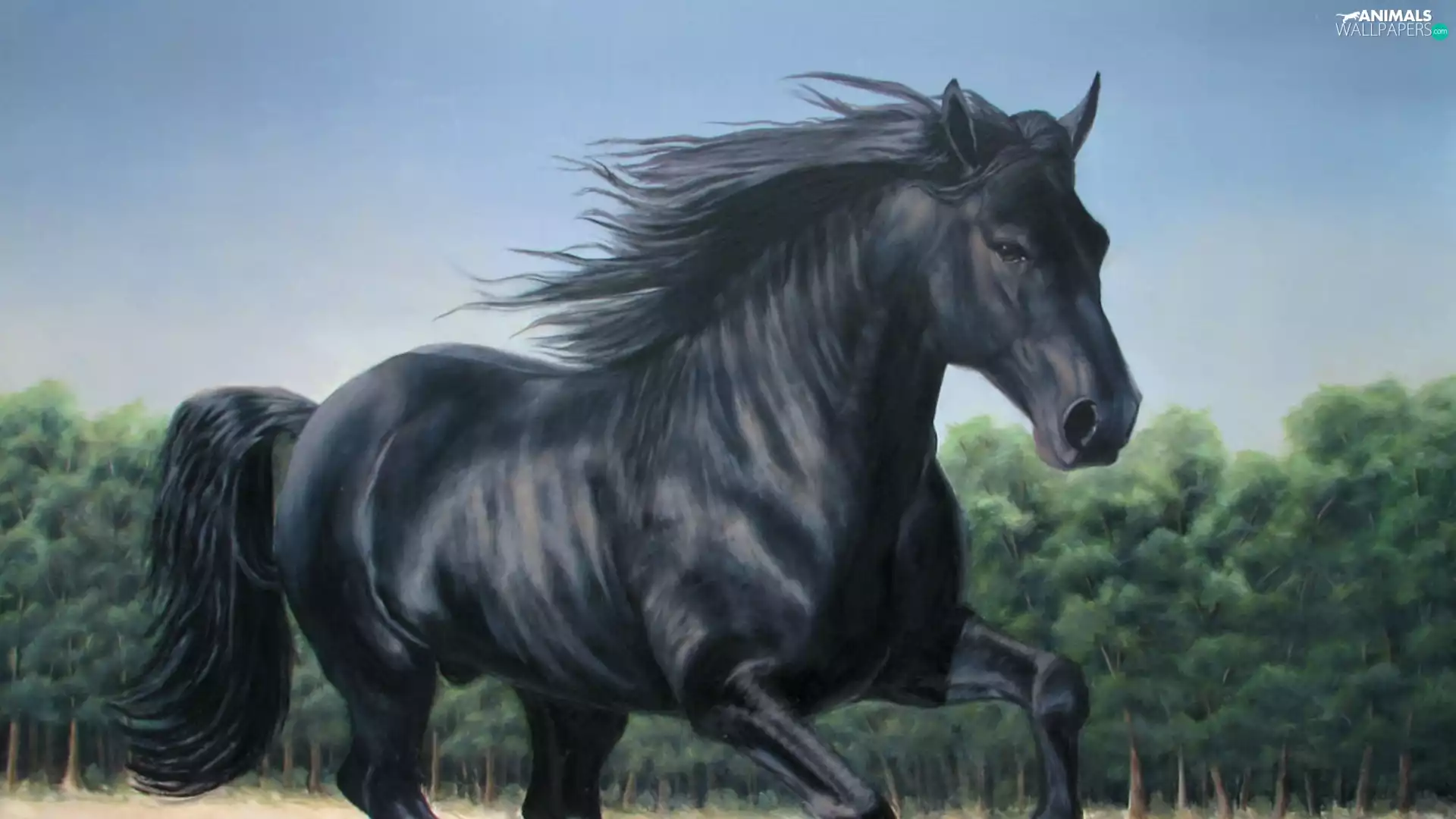 Black, Horse