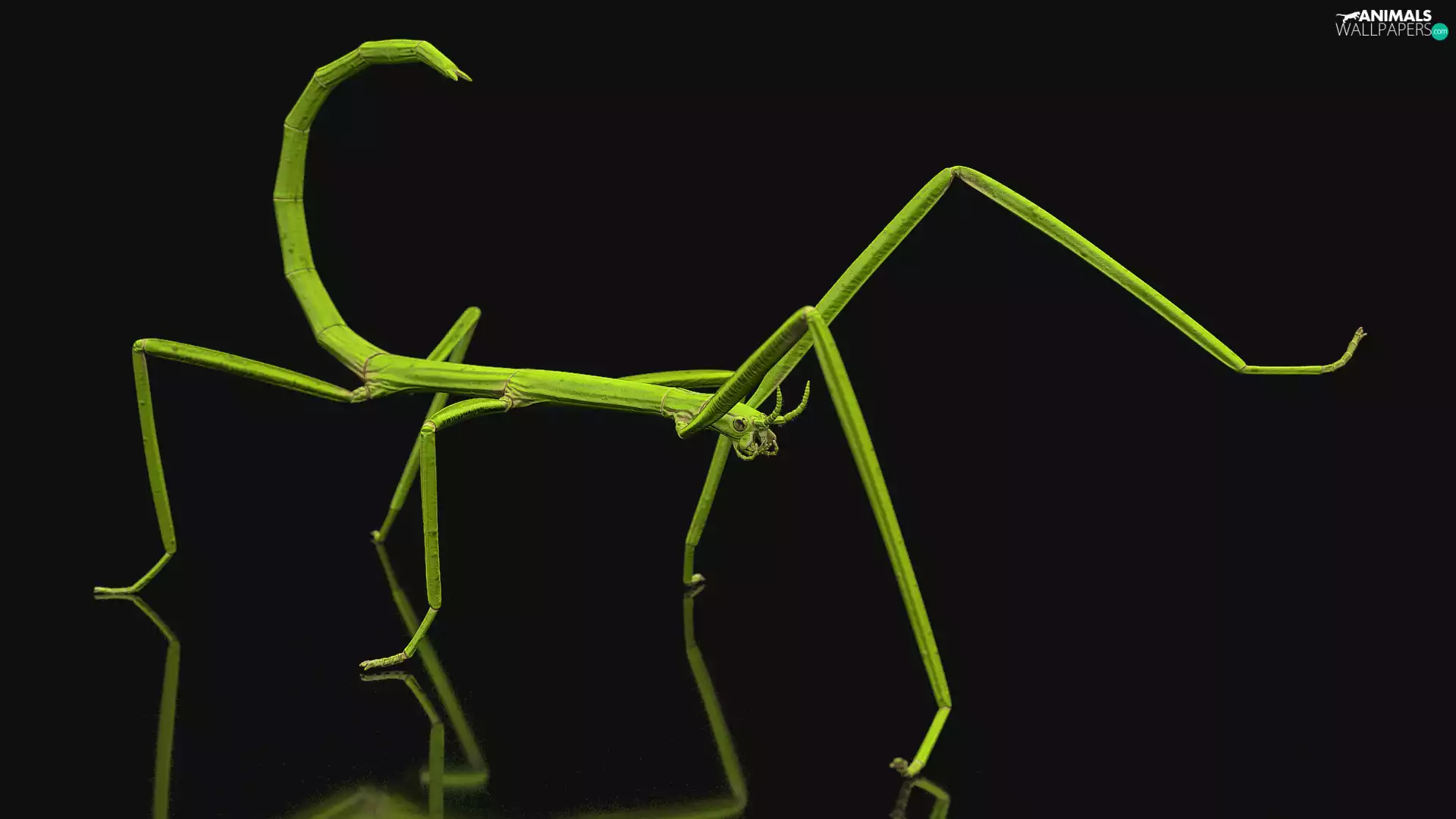 background, reflection, Insect, Black, stick insect