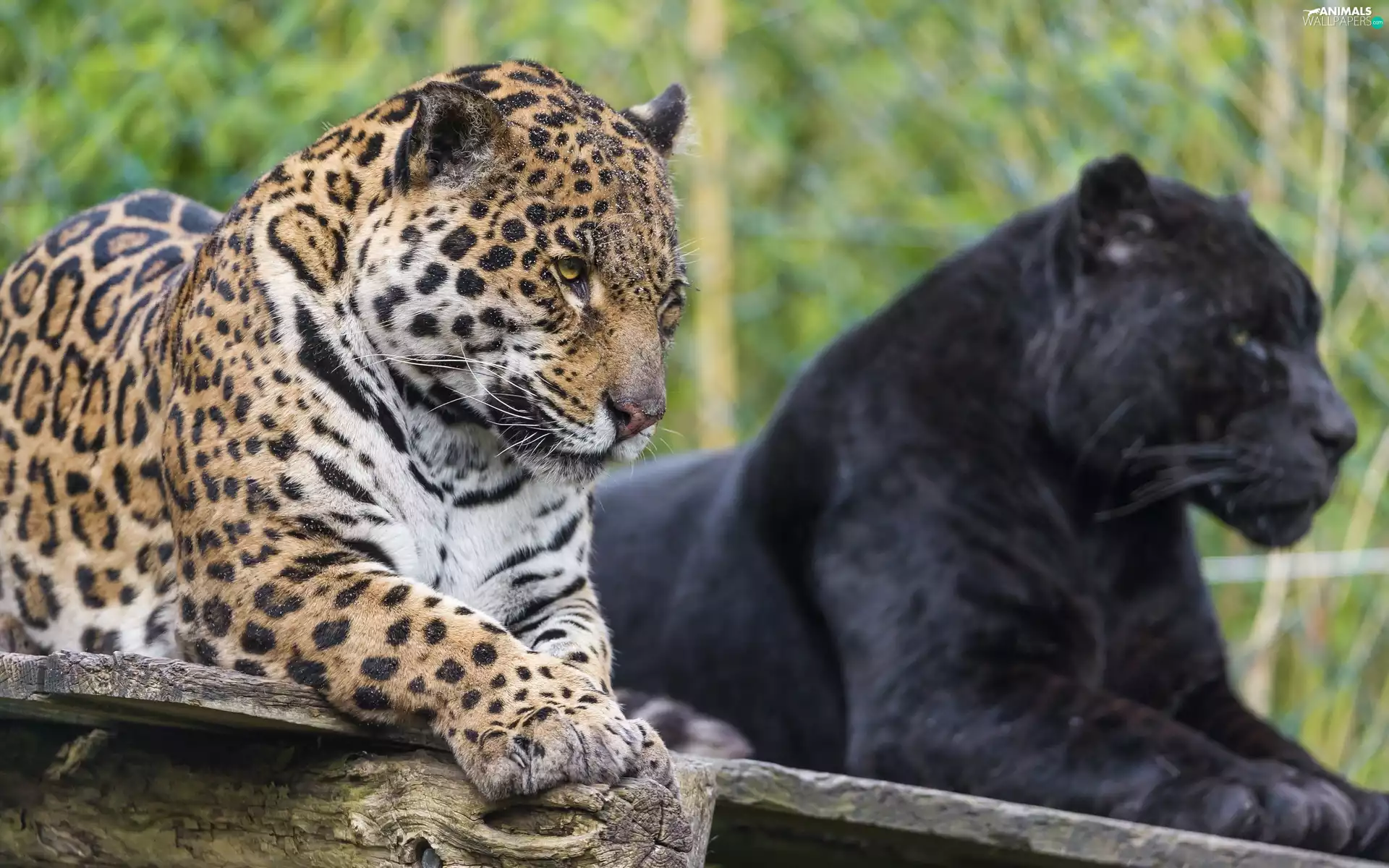 Jaguar, Panther, zoo, black