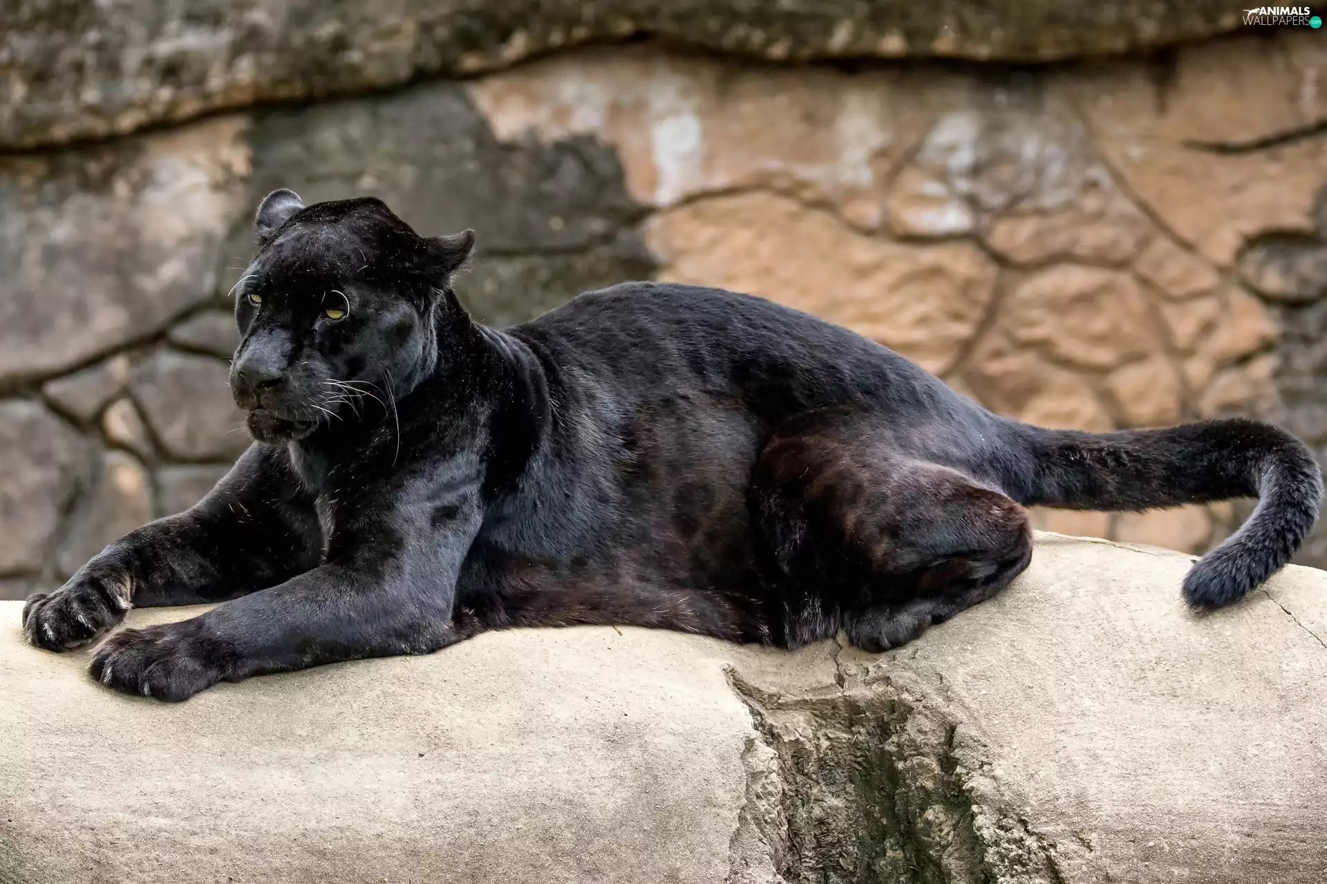 Black, Jaguar