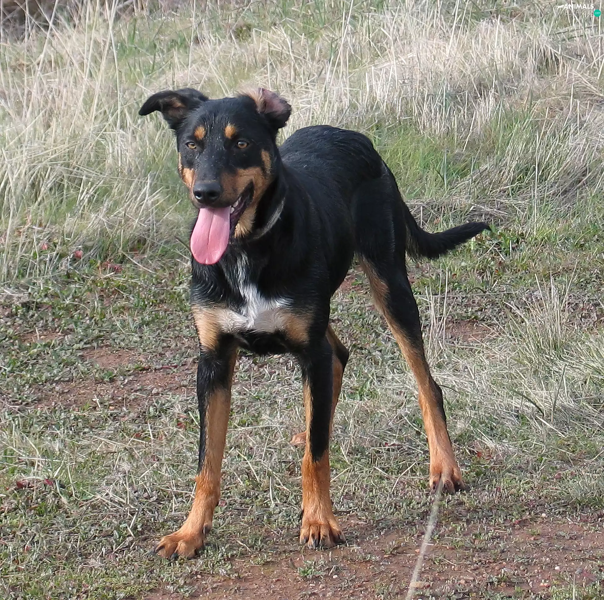 Kelpie, tan, coat, Black