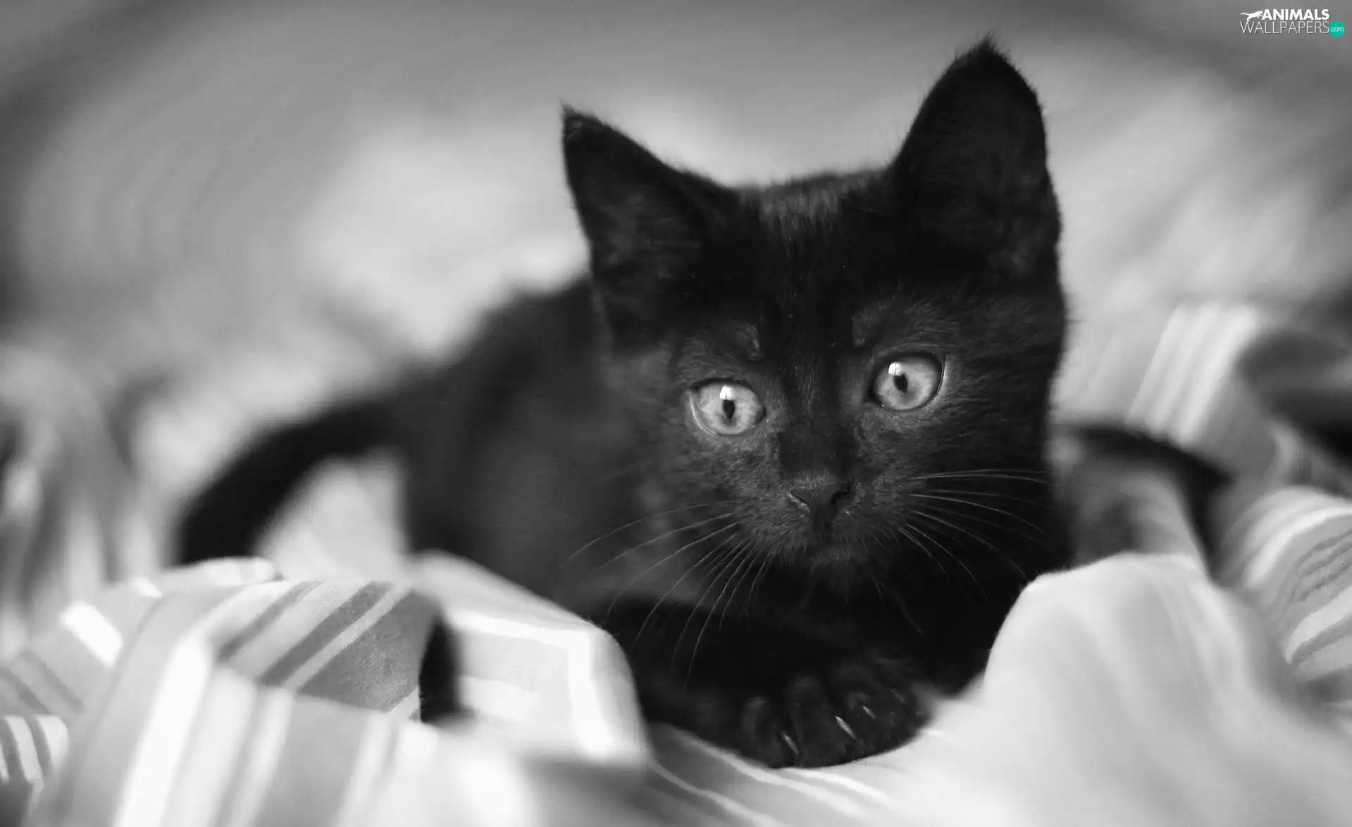 Black, kitten