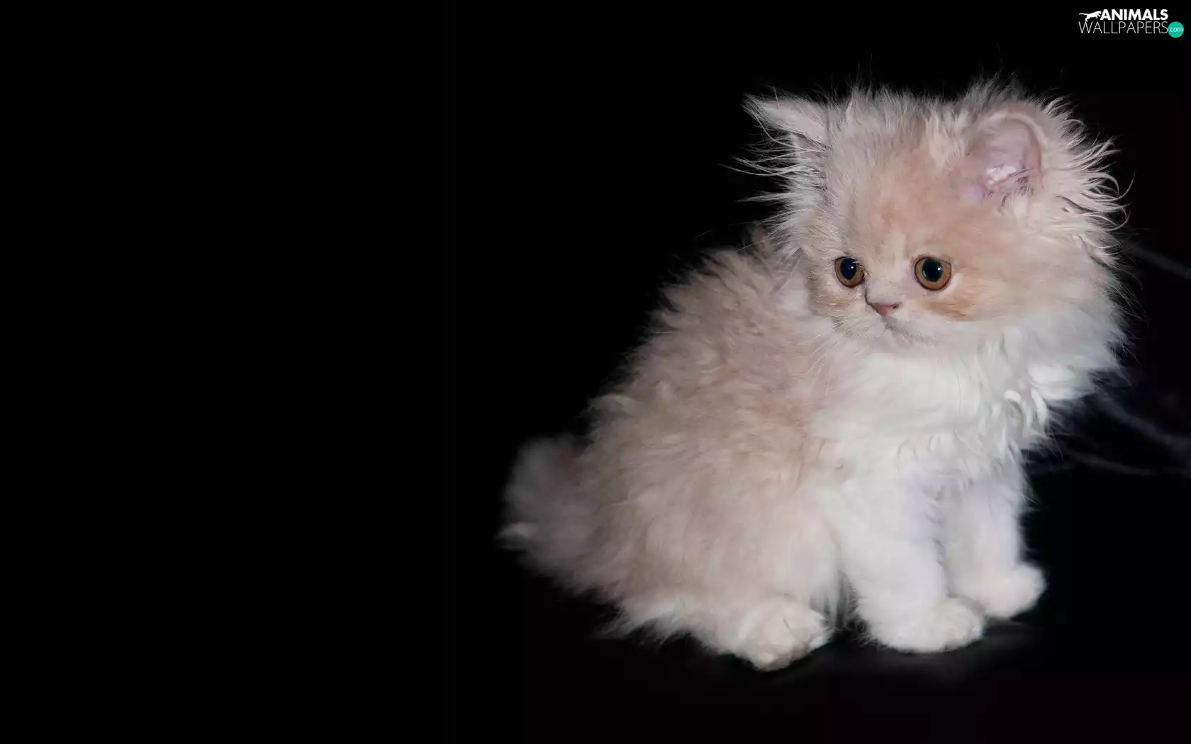 white and red, Black, background, kitten