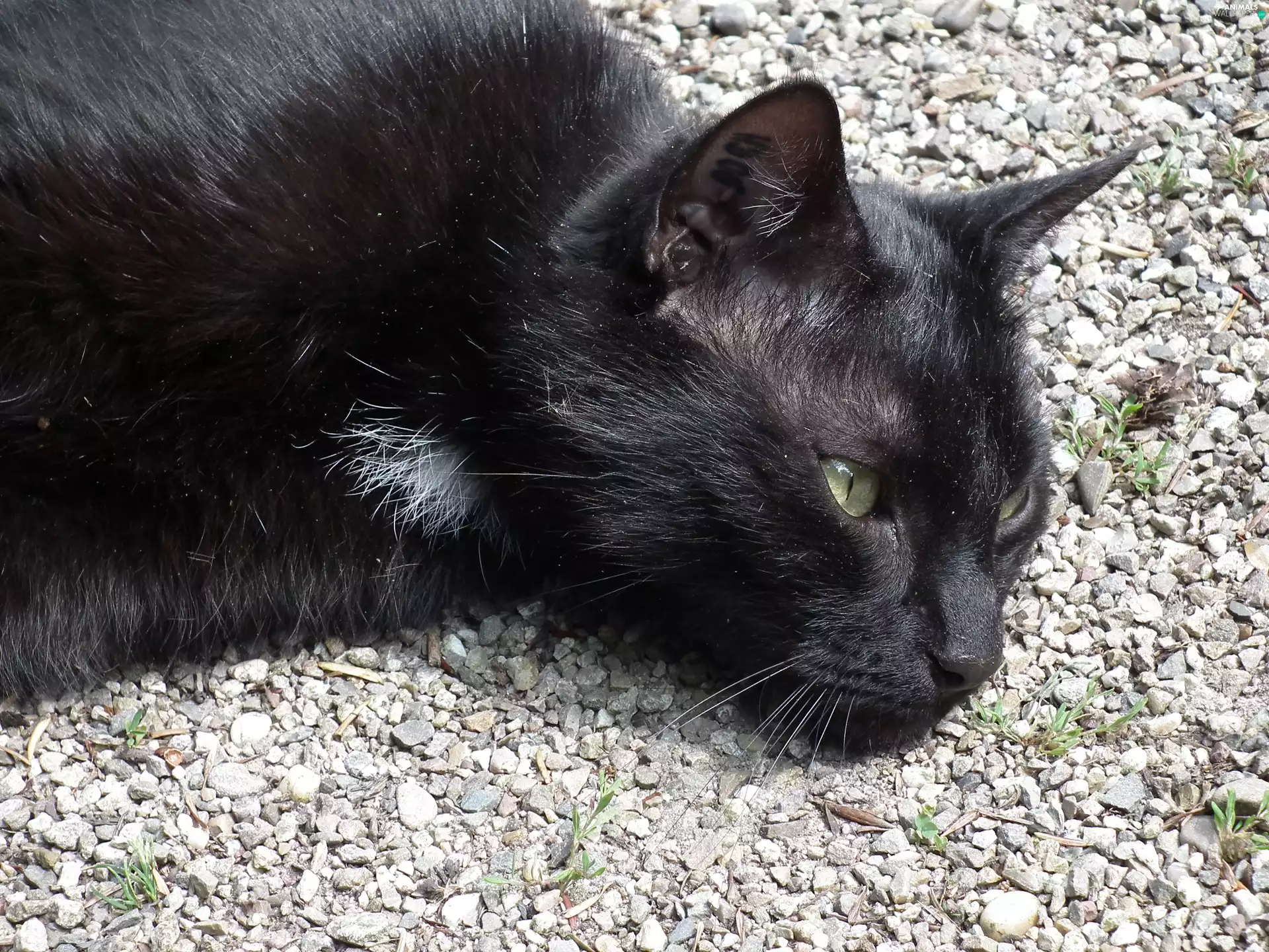 lying, kitten, pebbles, Black