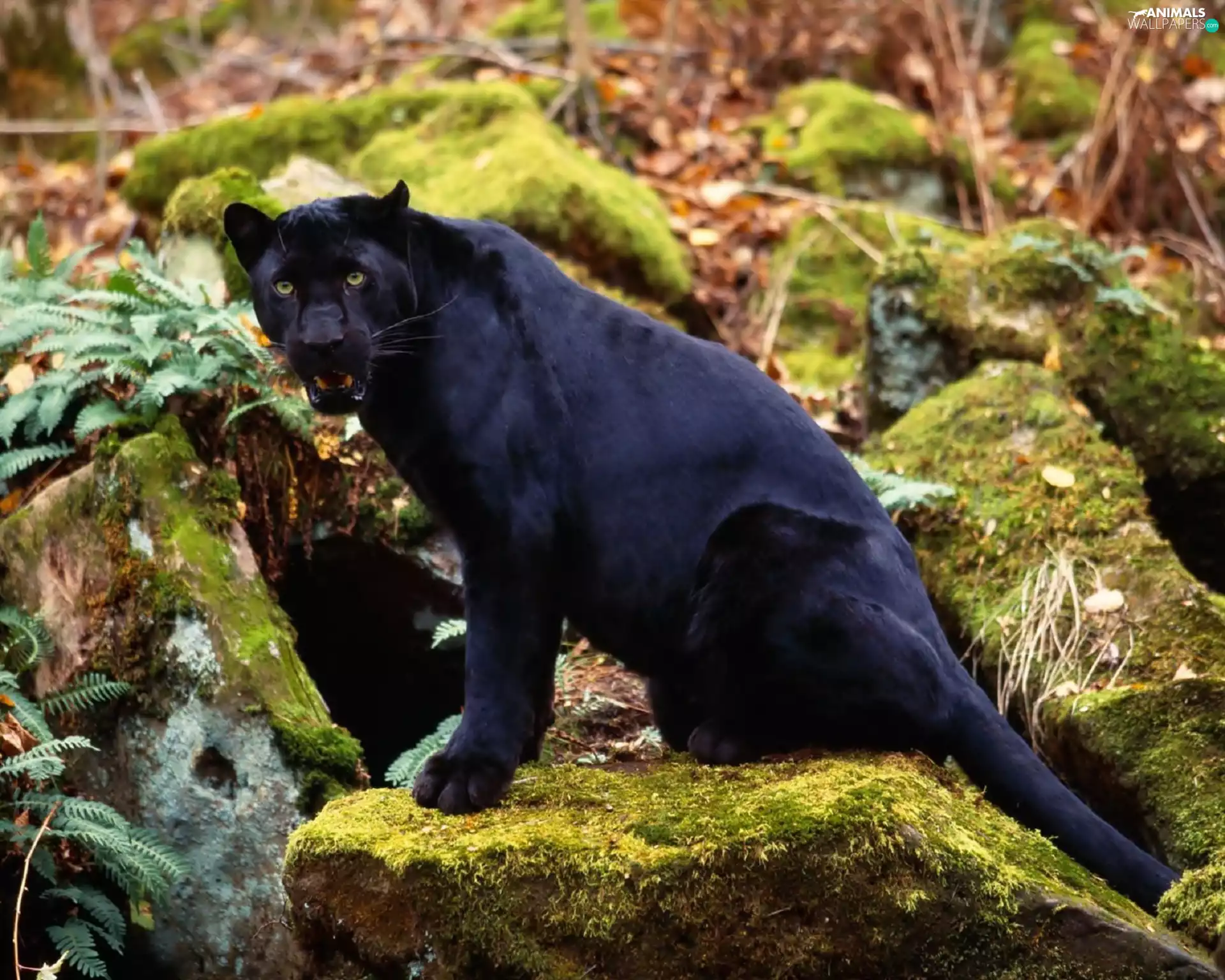 black, Panther