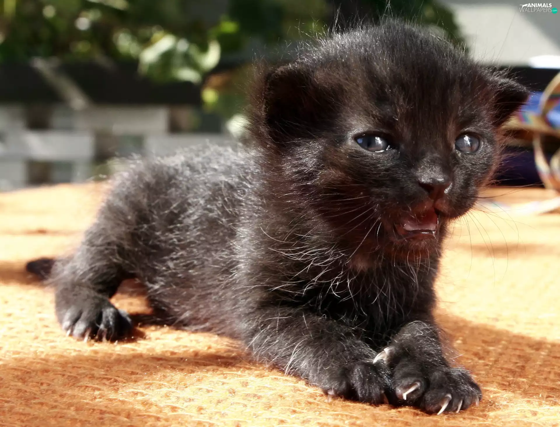 Panther, Little one, black