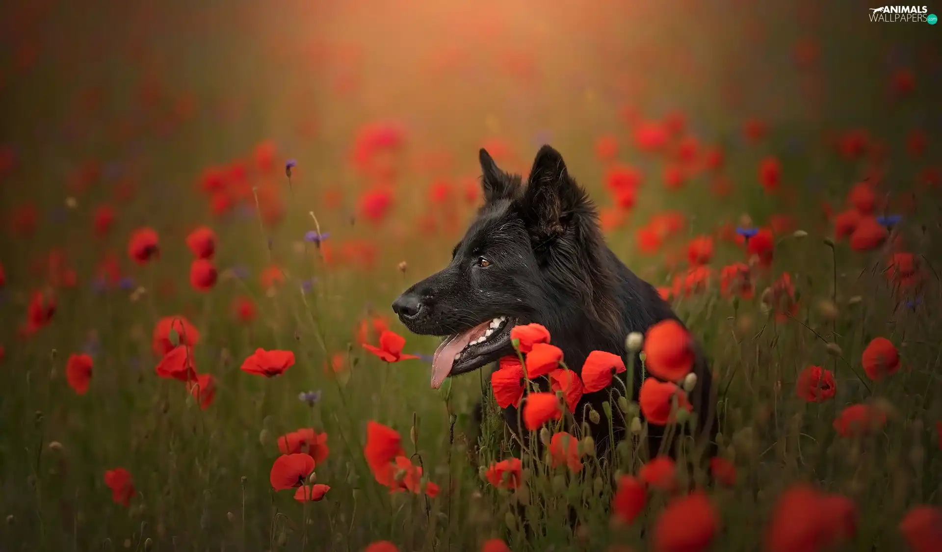 dog, Flowers, papavers, Black German Shepherd Dog