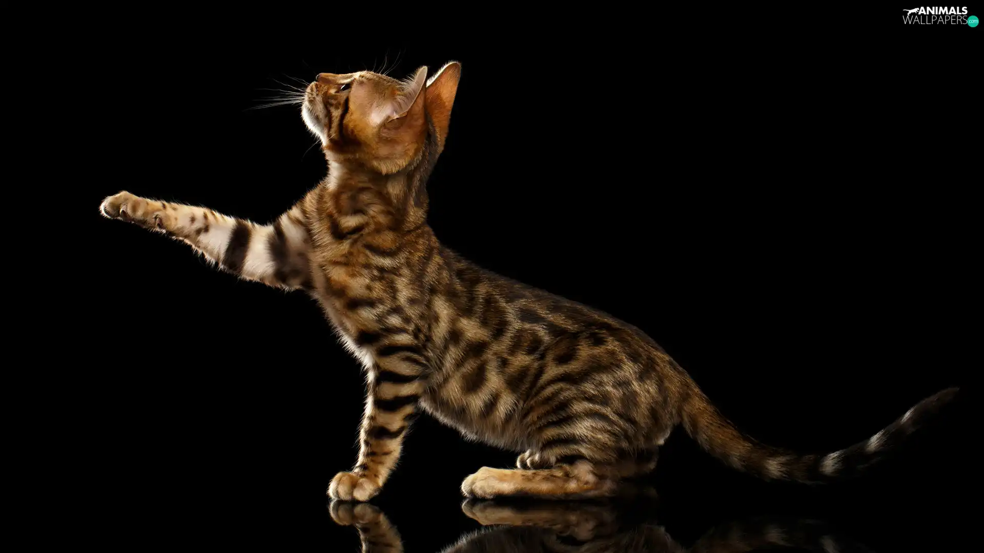 Bengal Cat, pud, black background, The raised