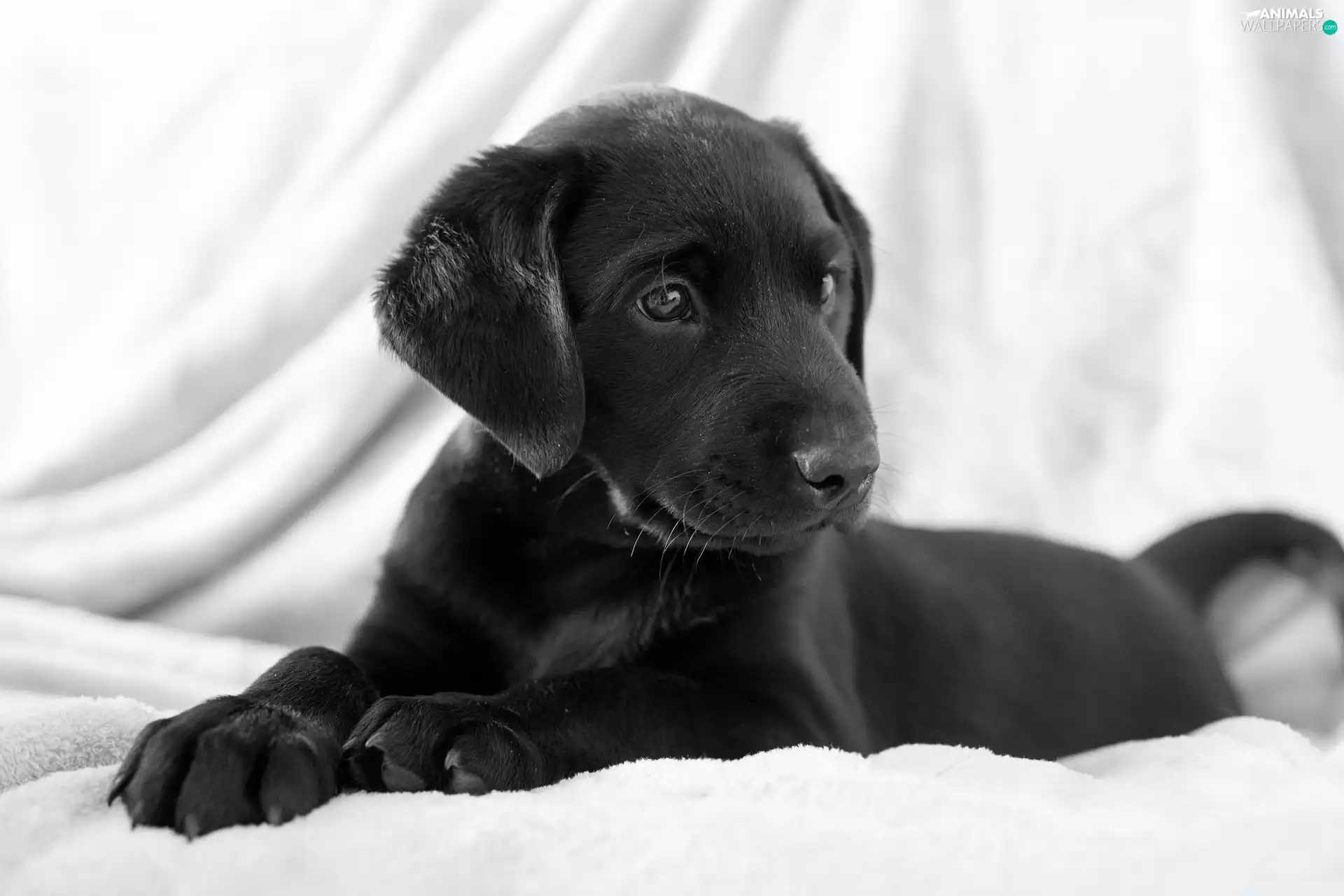 Black, Puppy
