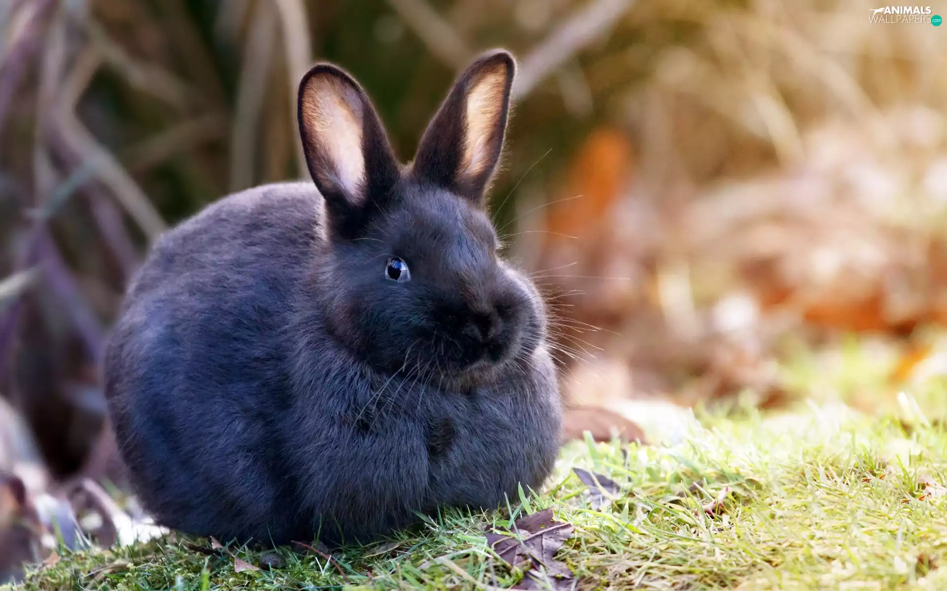 Black, Rabbit