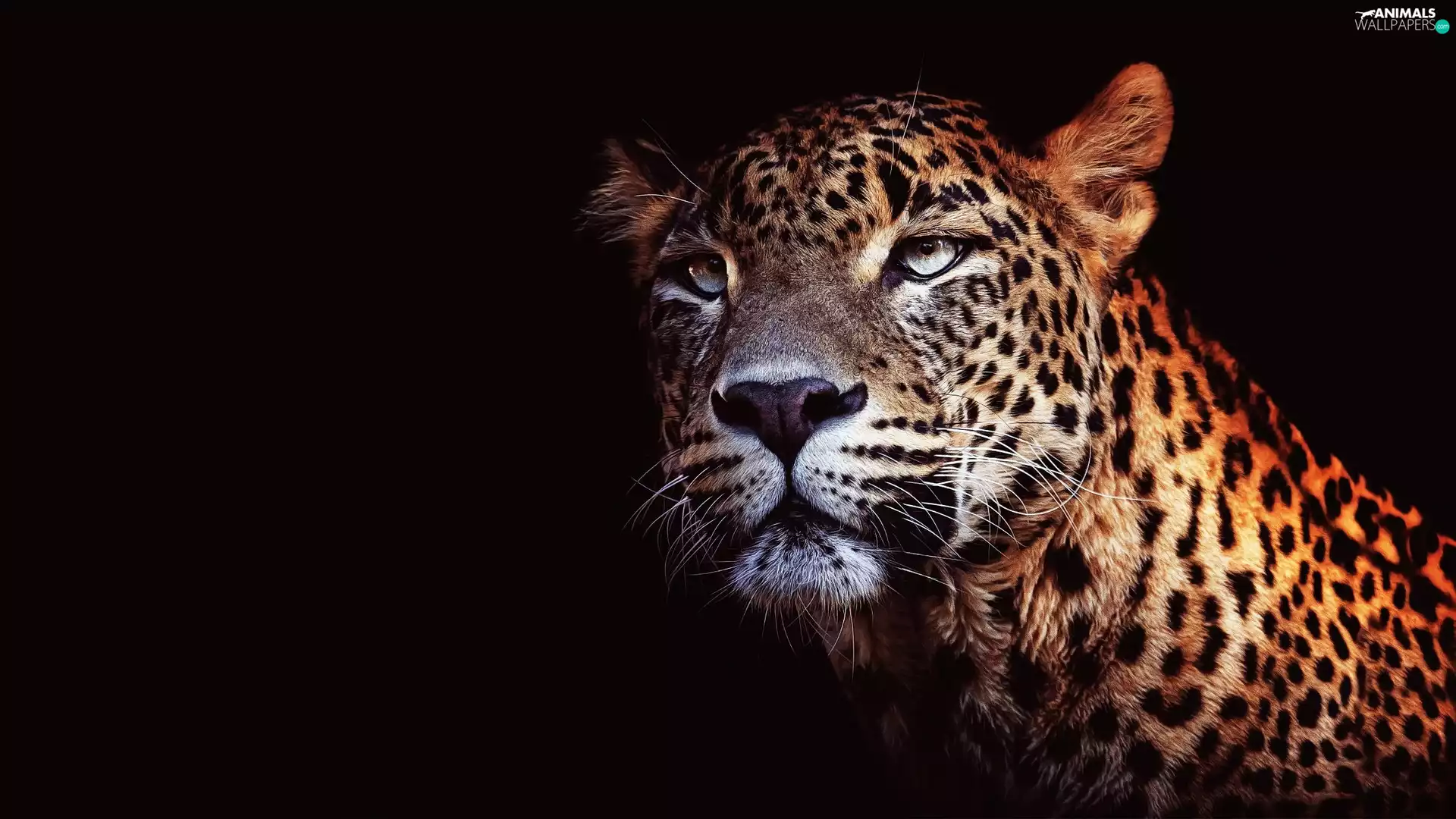 Leopards, The look, black background, rapprochement