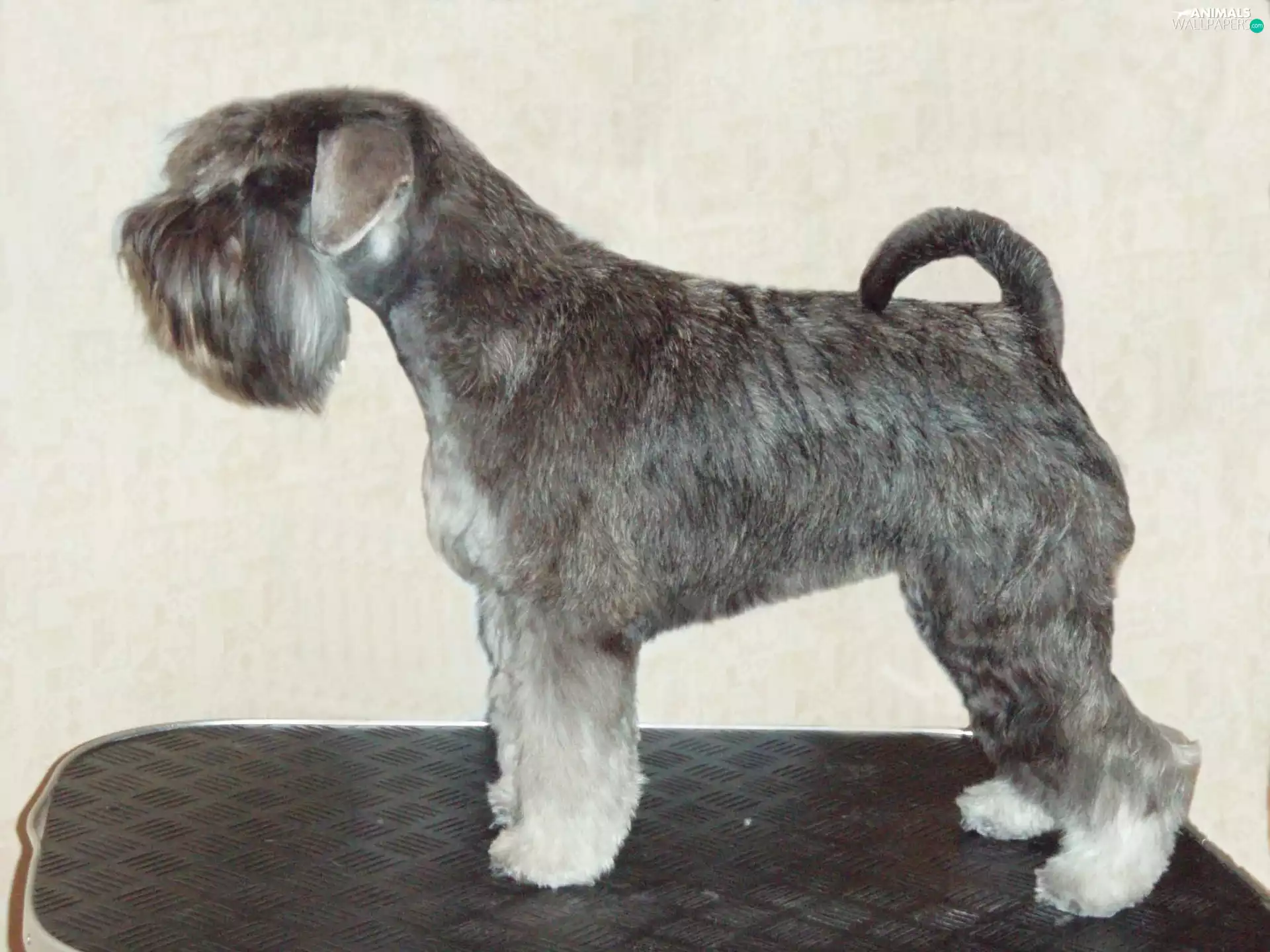 coat, miniature Schnauzer, black and silver