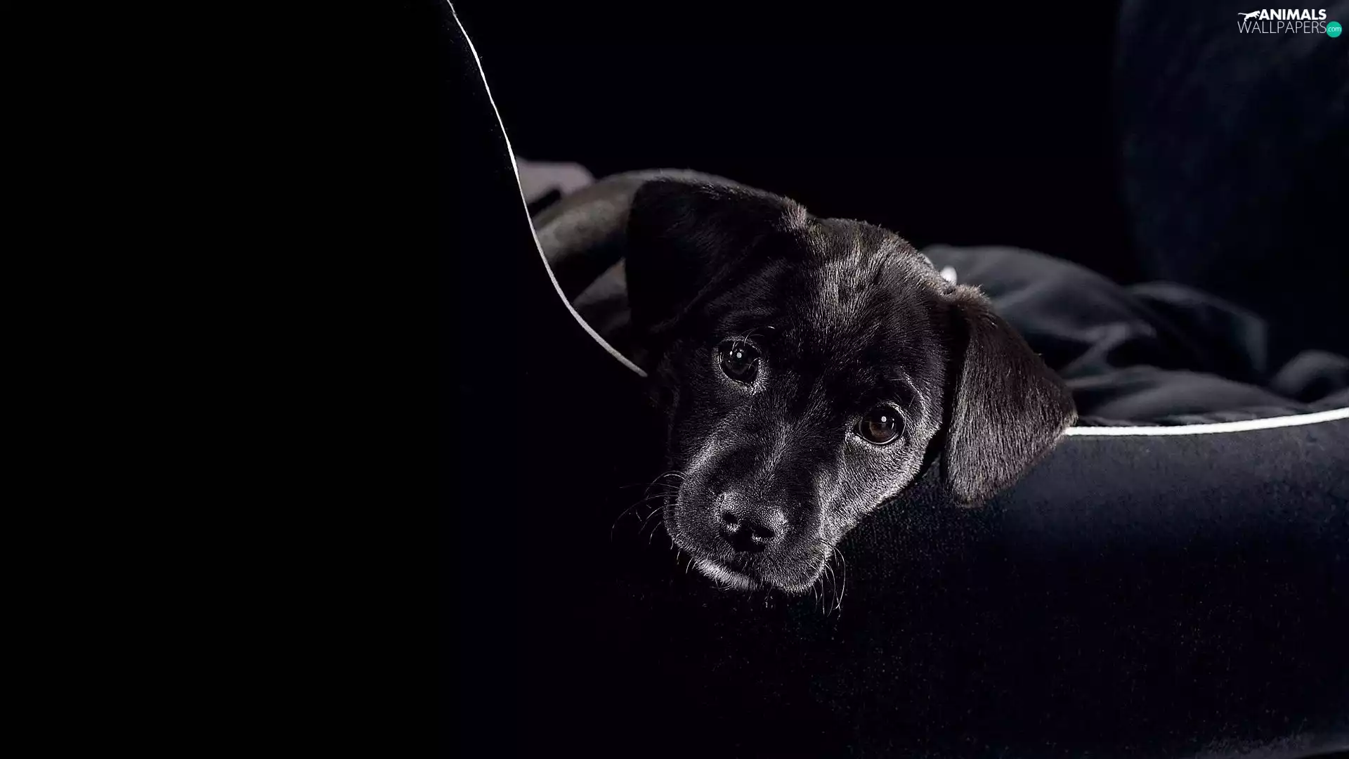 small, dog, mouth, Black