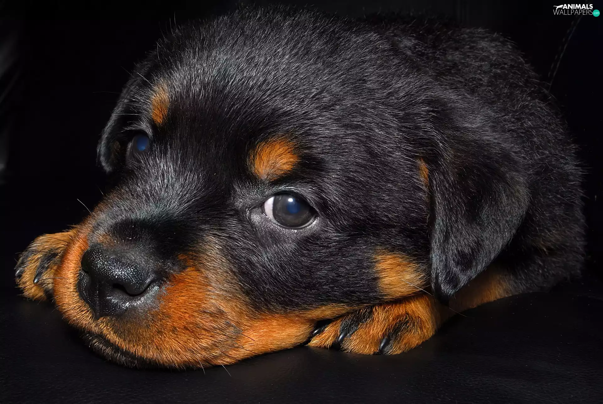 small, puppie, Rottweiler, Black