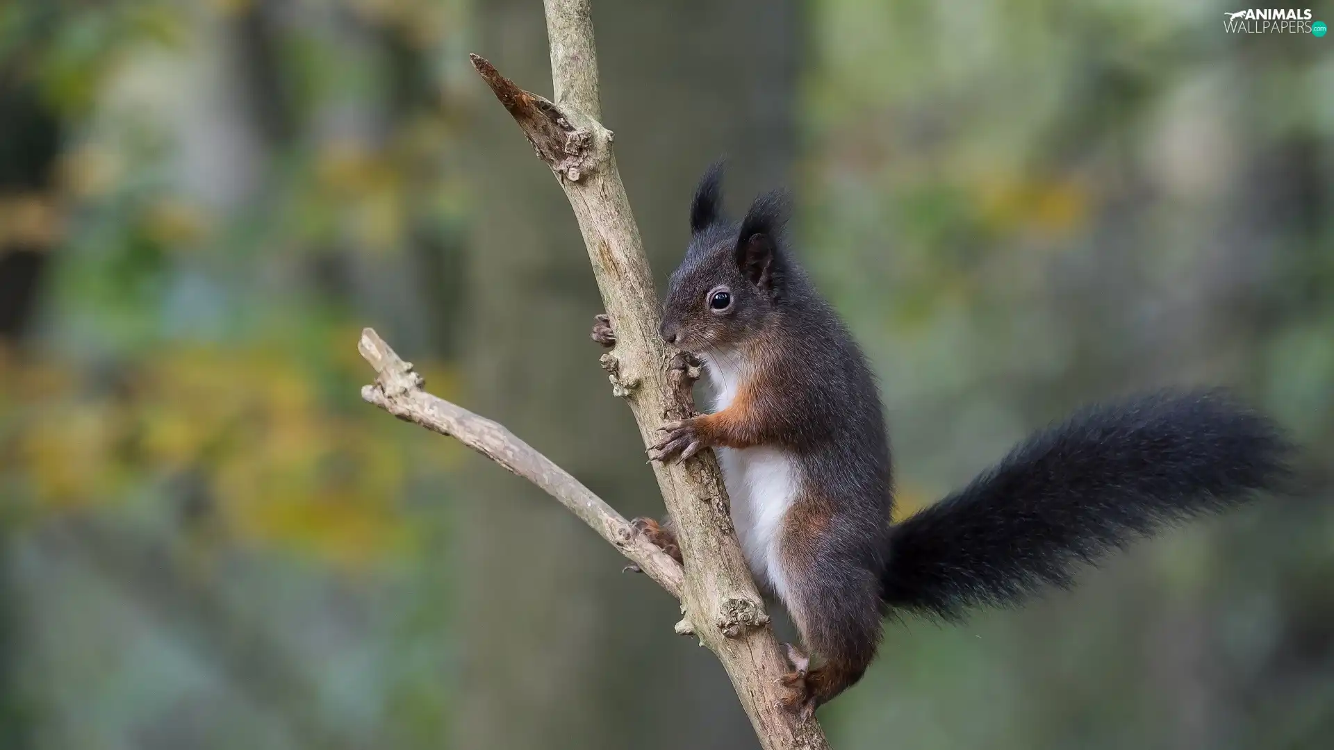 squirrel, tail, branch, Black