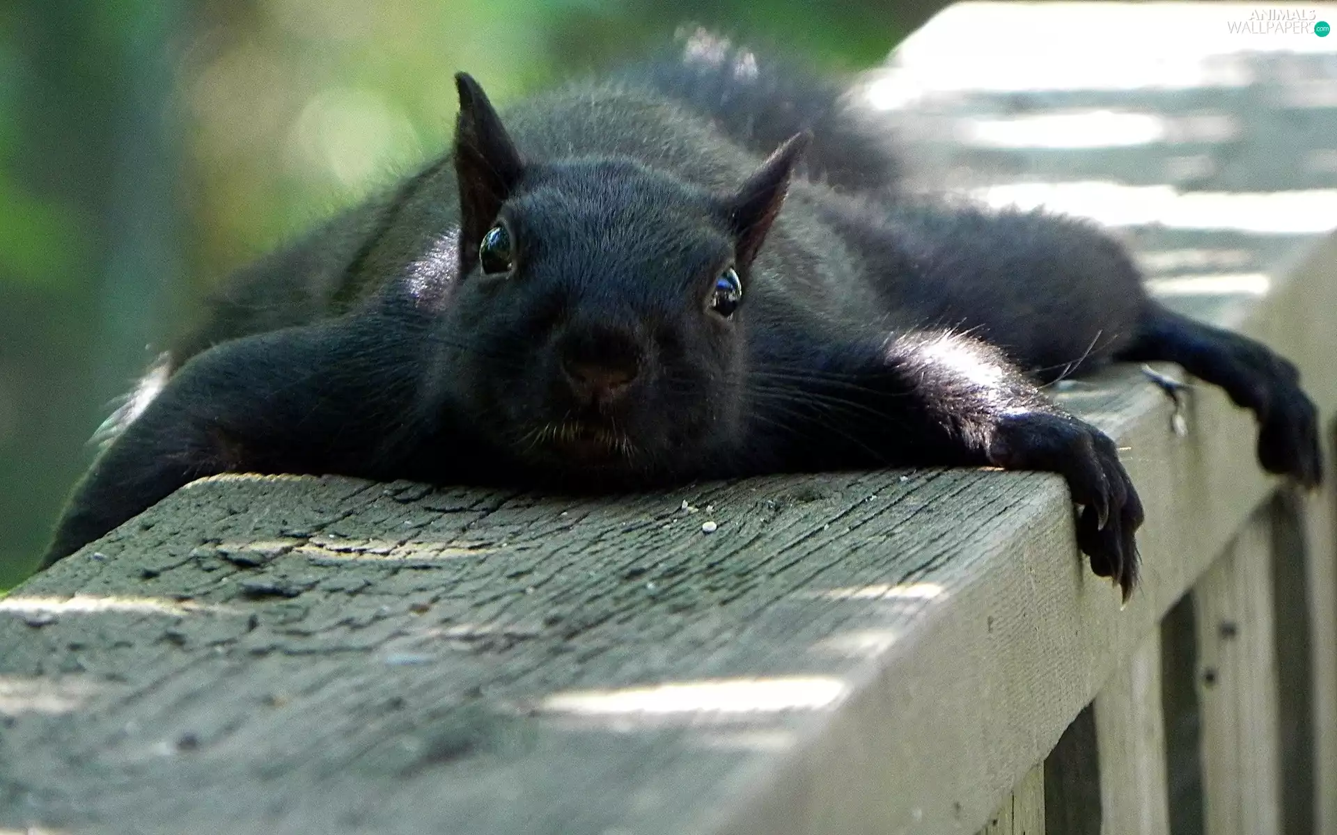 black, squirrel