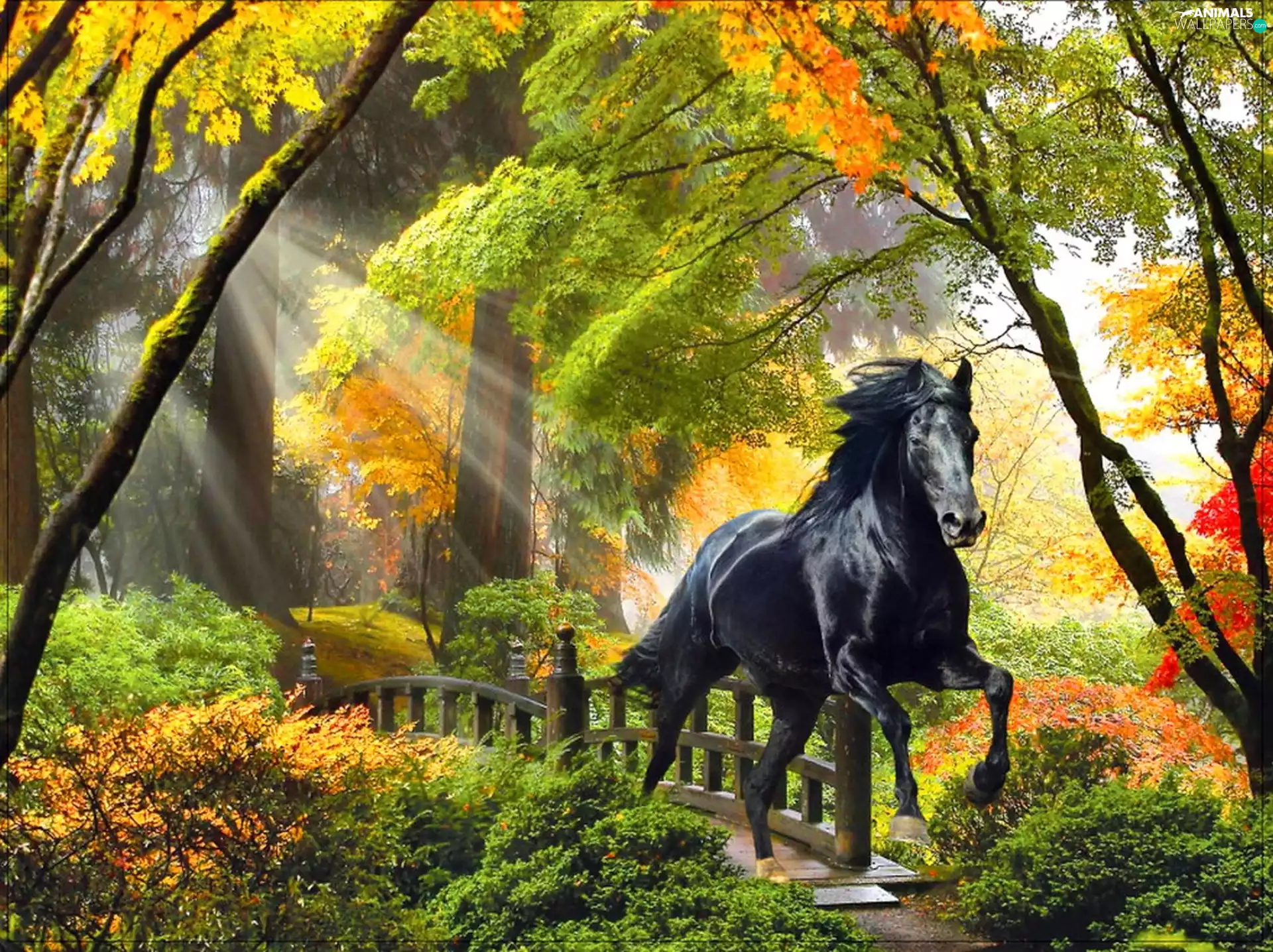 Black, forest, bridges, rays of the Sun, autumn, Horse