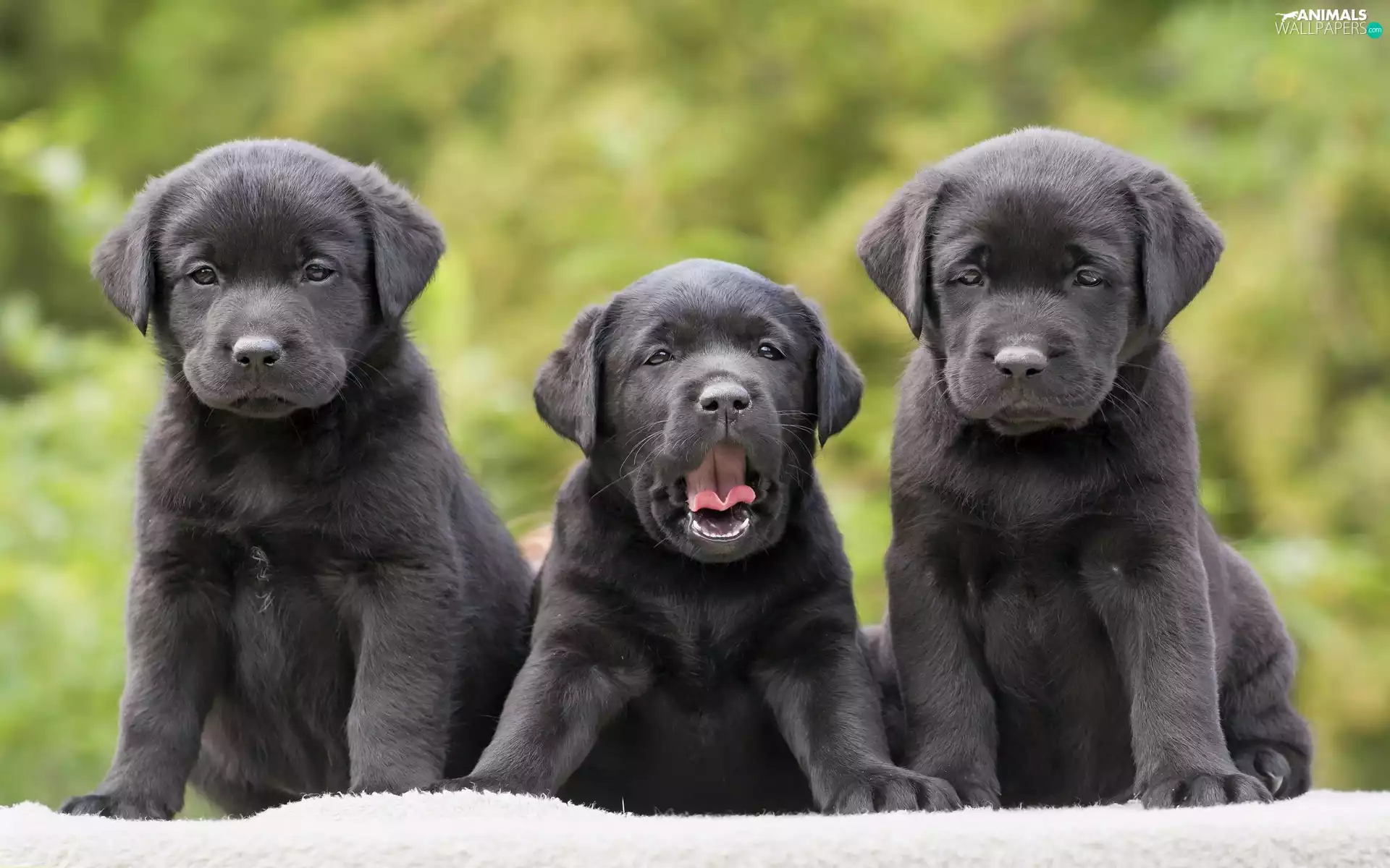 Three, puppies, retrievers, Black