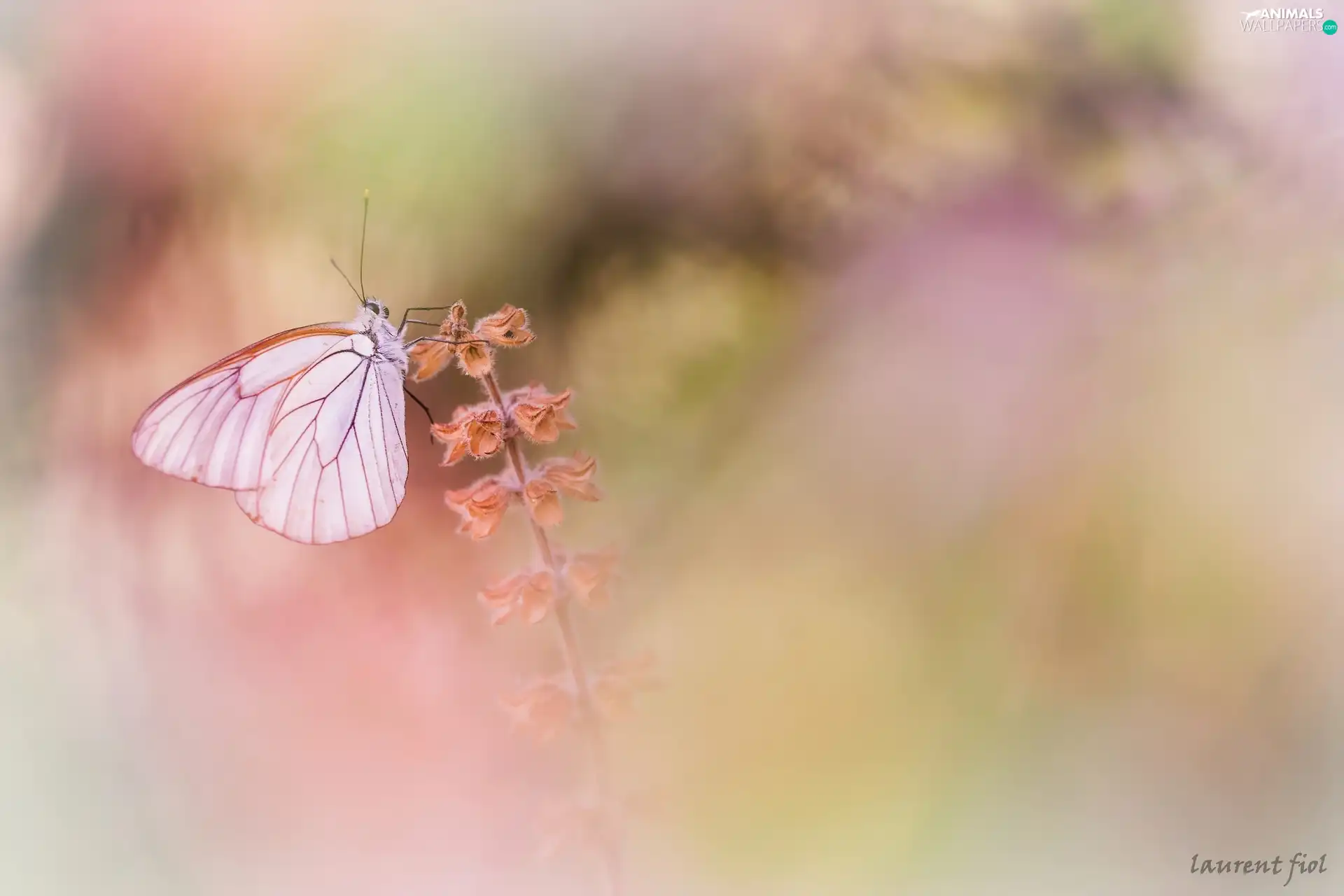 plant, Black-veined White, butterfly