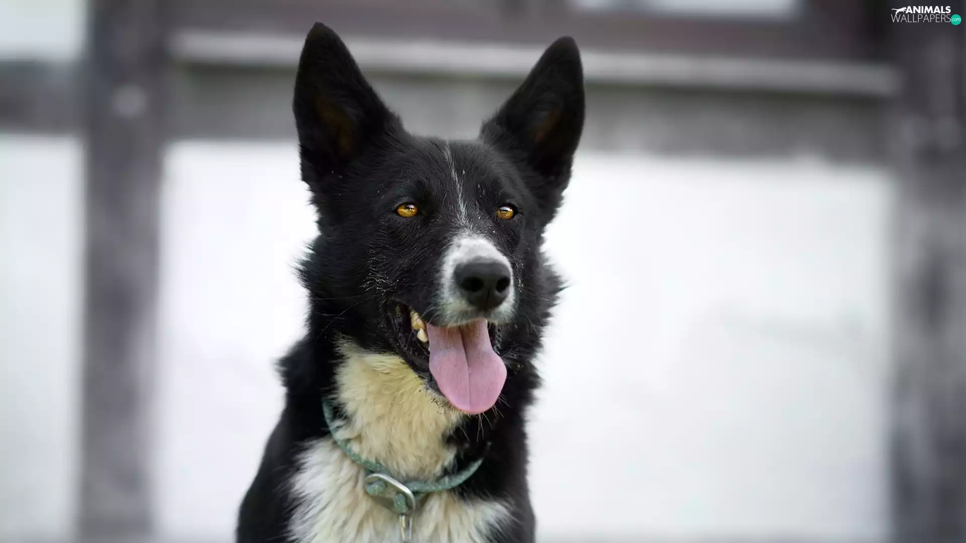 dog, muzzle, tongue, black and white